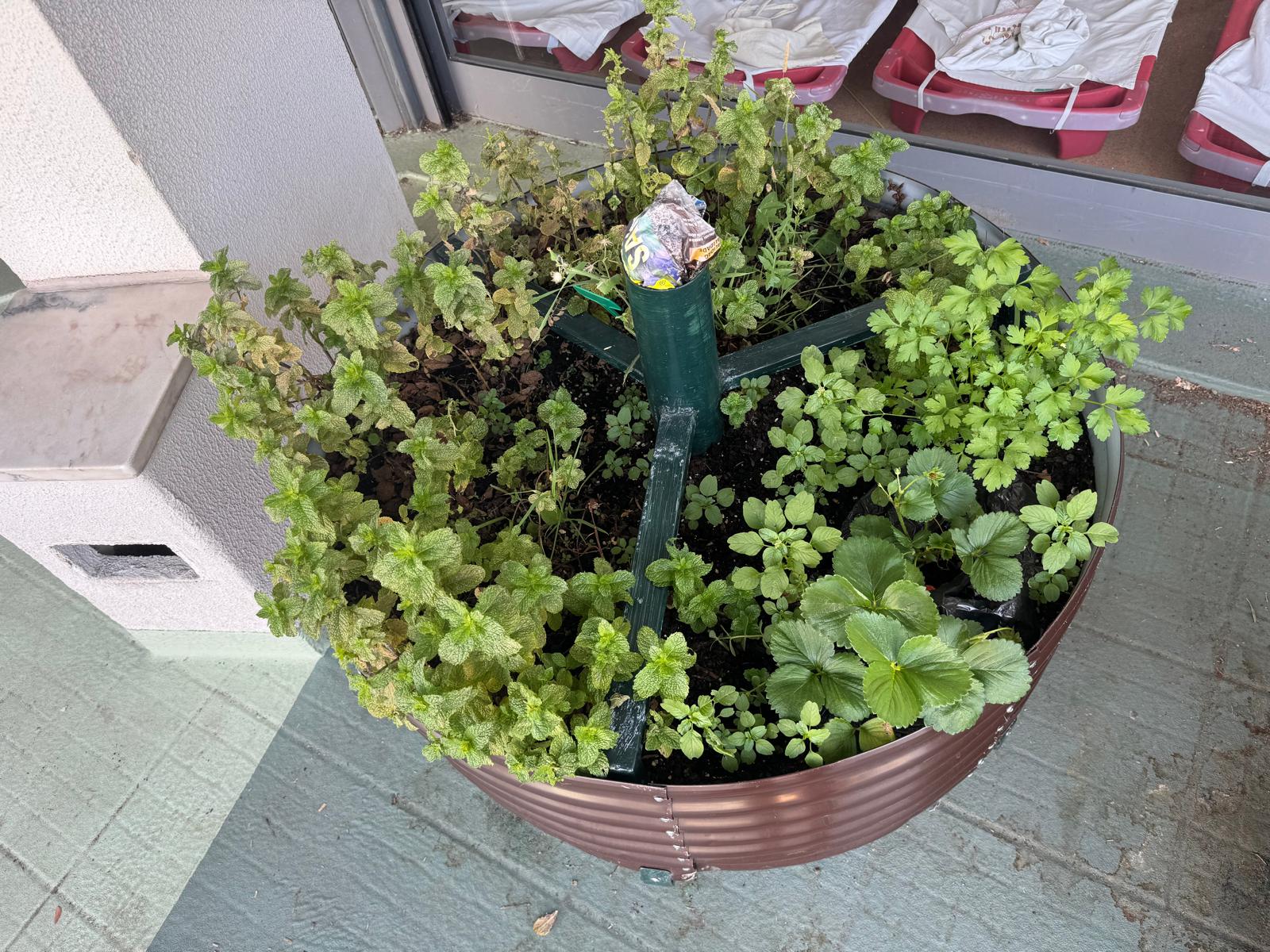 Canteiro com ervas aromáticas e morangueiro.
