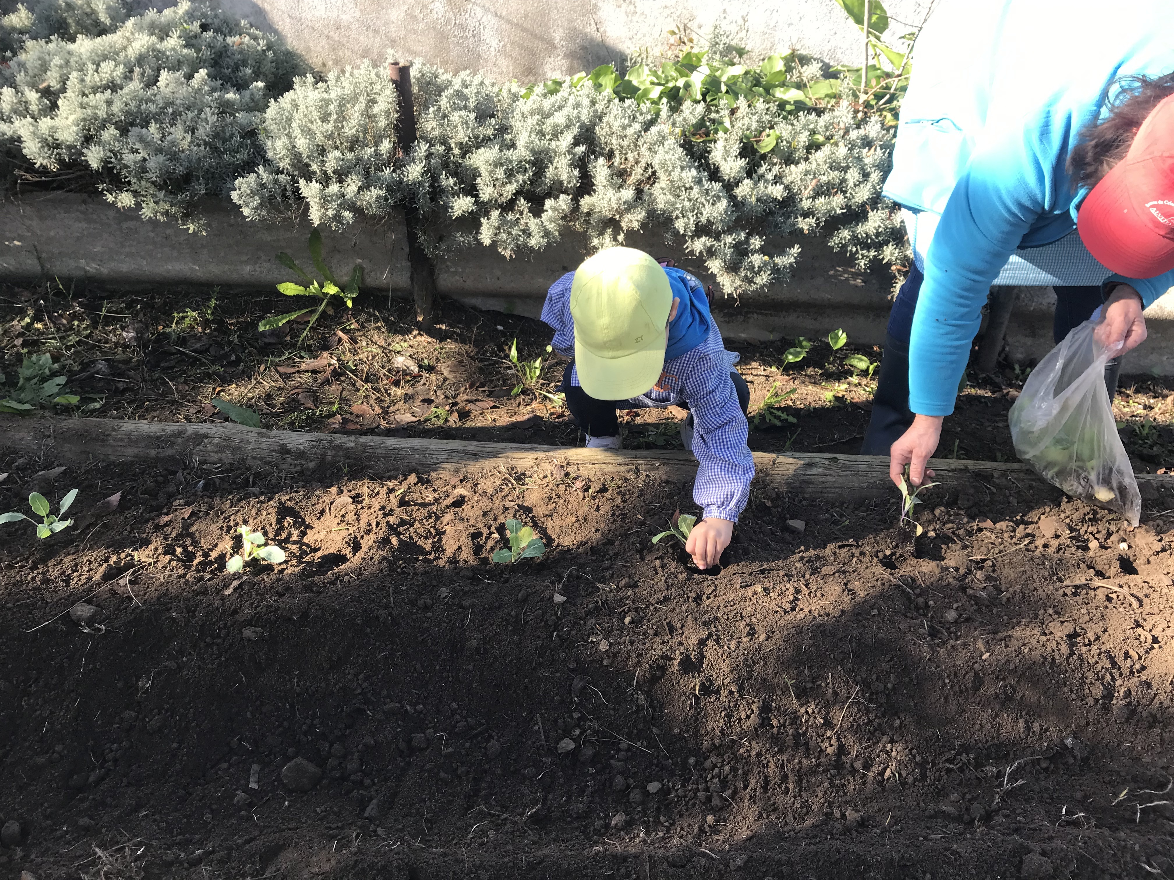 Primeiras plantações.