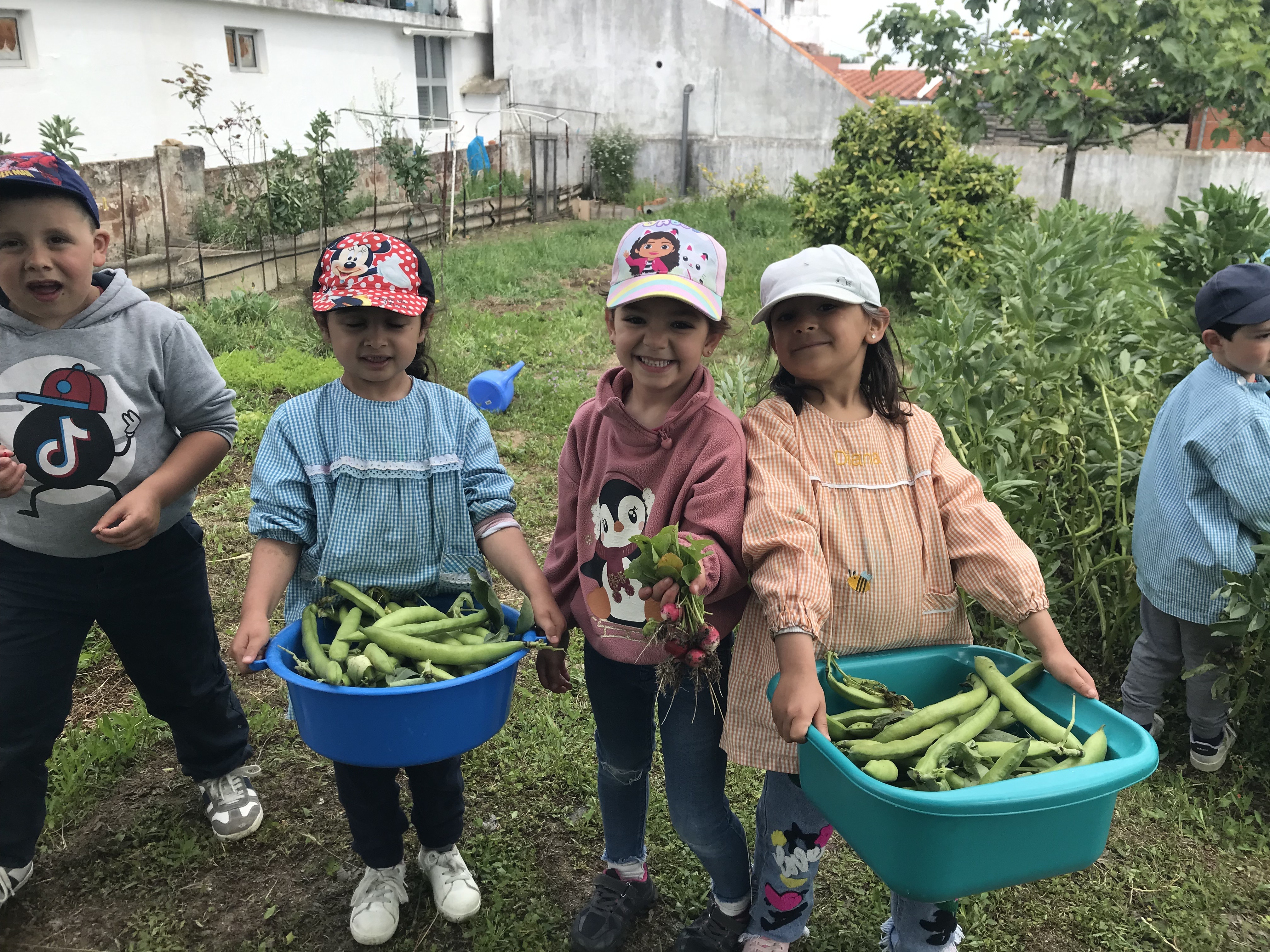Apanha e preparação das favas.