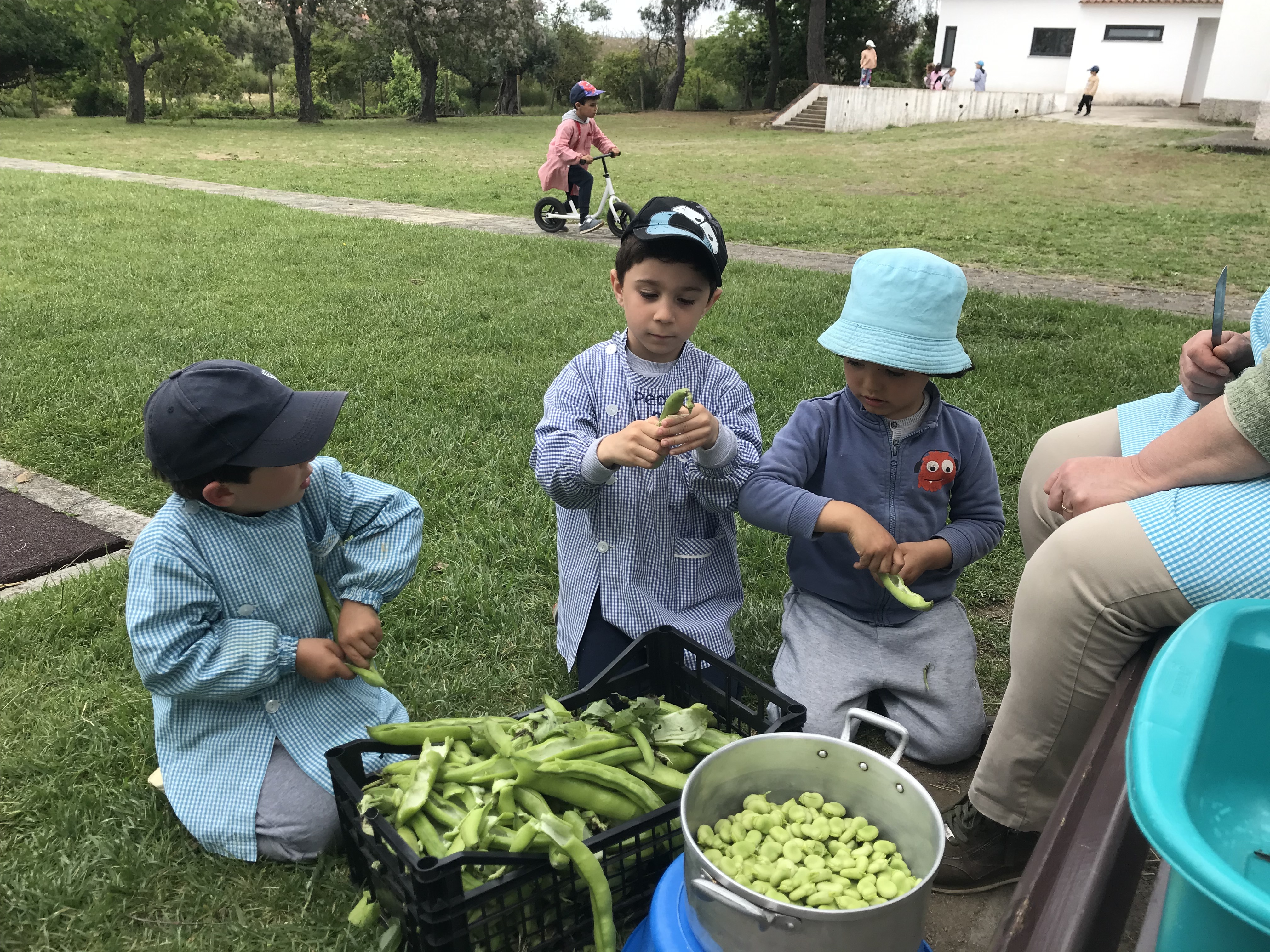 Arranjar favas