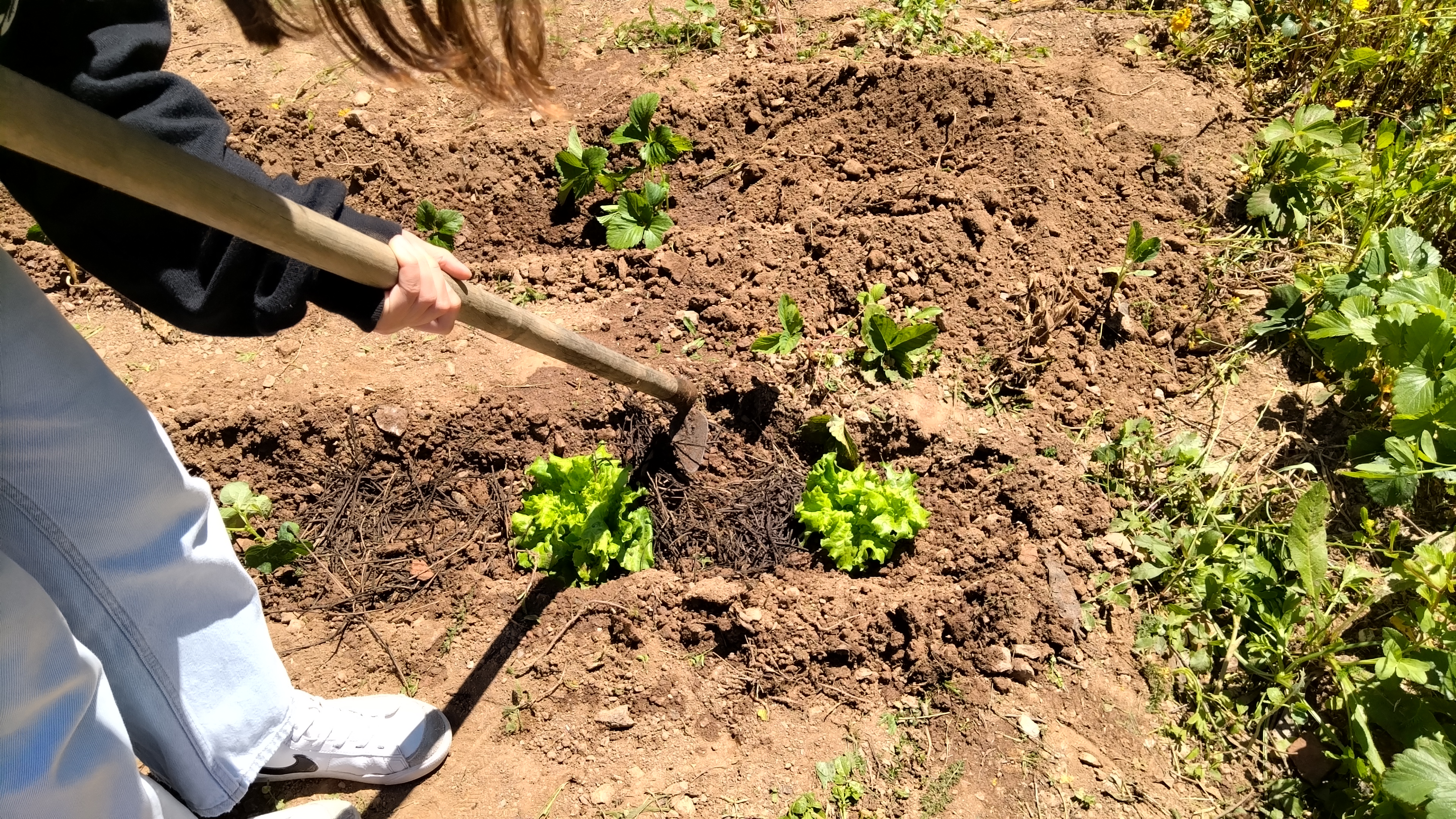 Plantação de várias espécies de plantas e adubação orgânica (composto orgânico) do 8º.E
