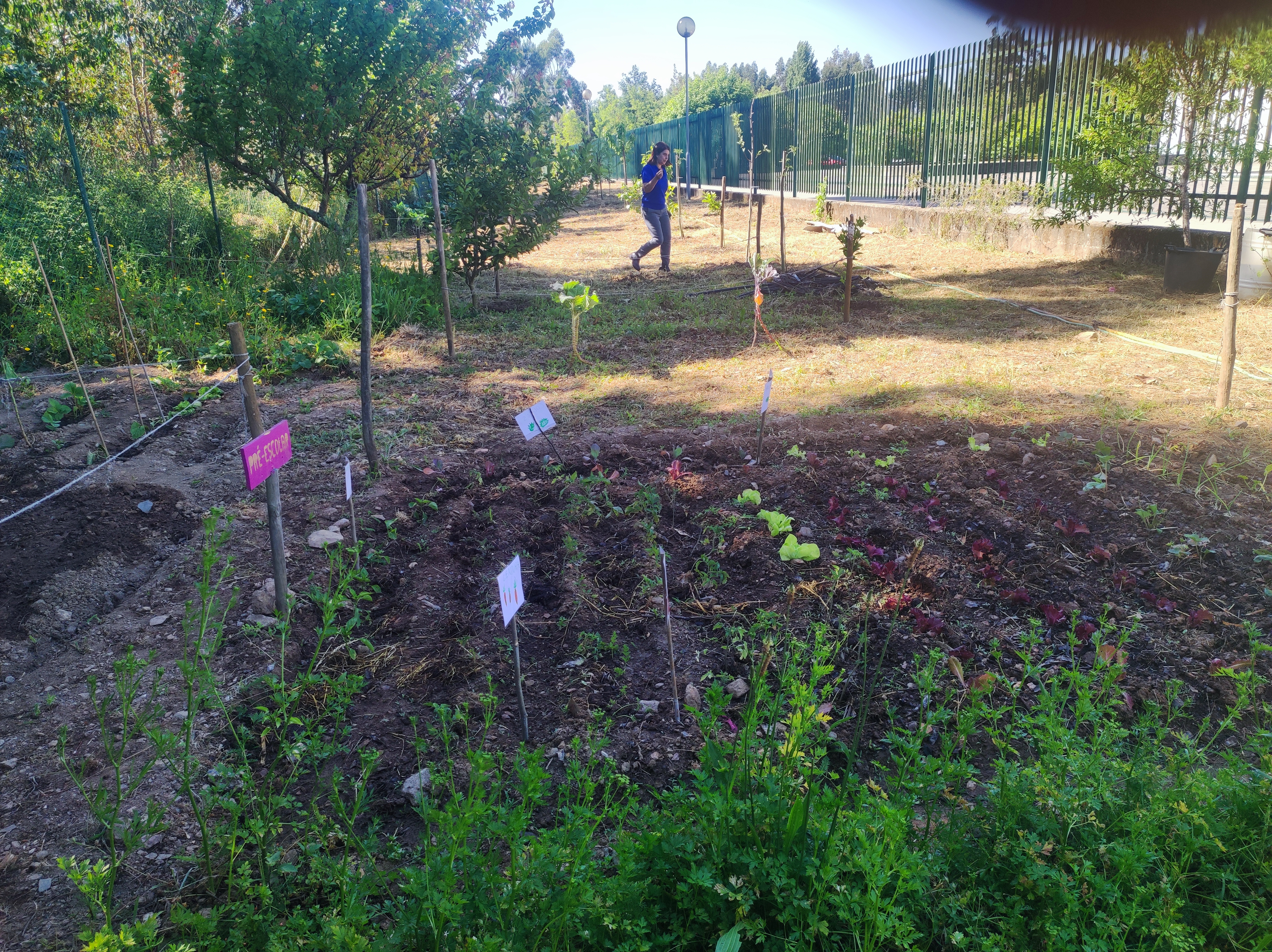 Plantas do Pré-escolar crescidas