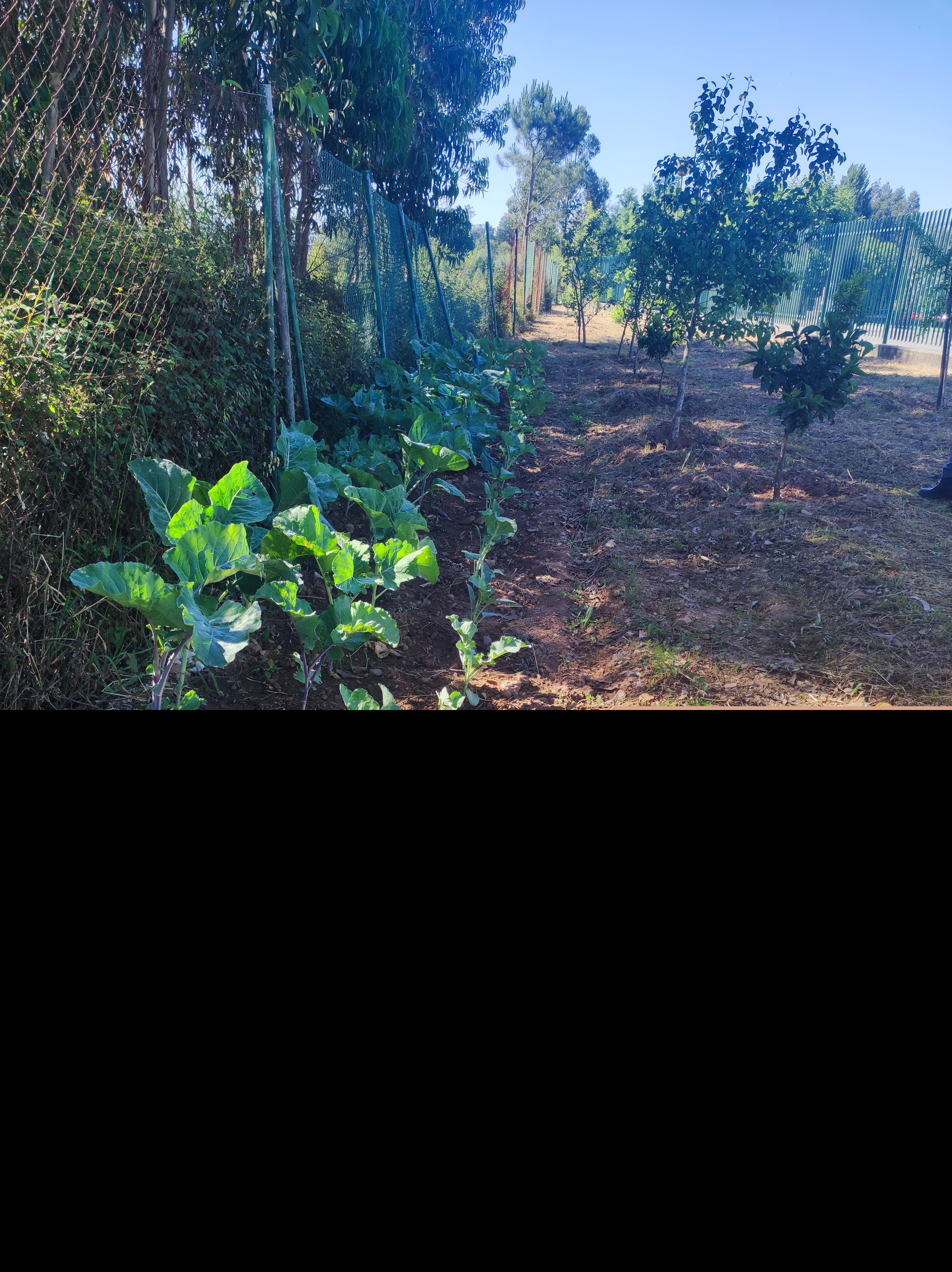 Plantação de couves