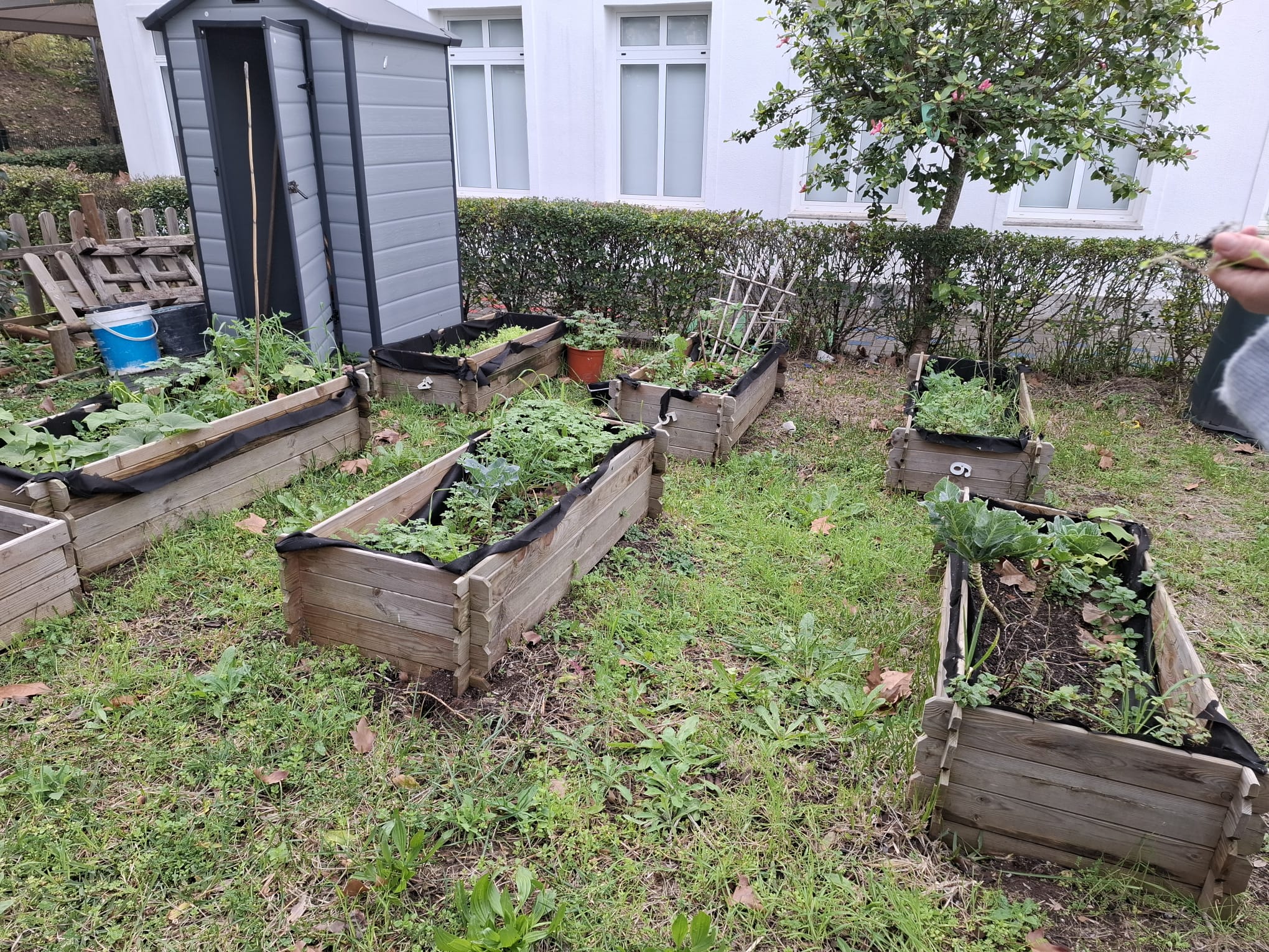 Horta limpa