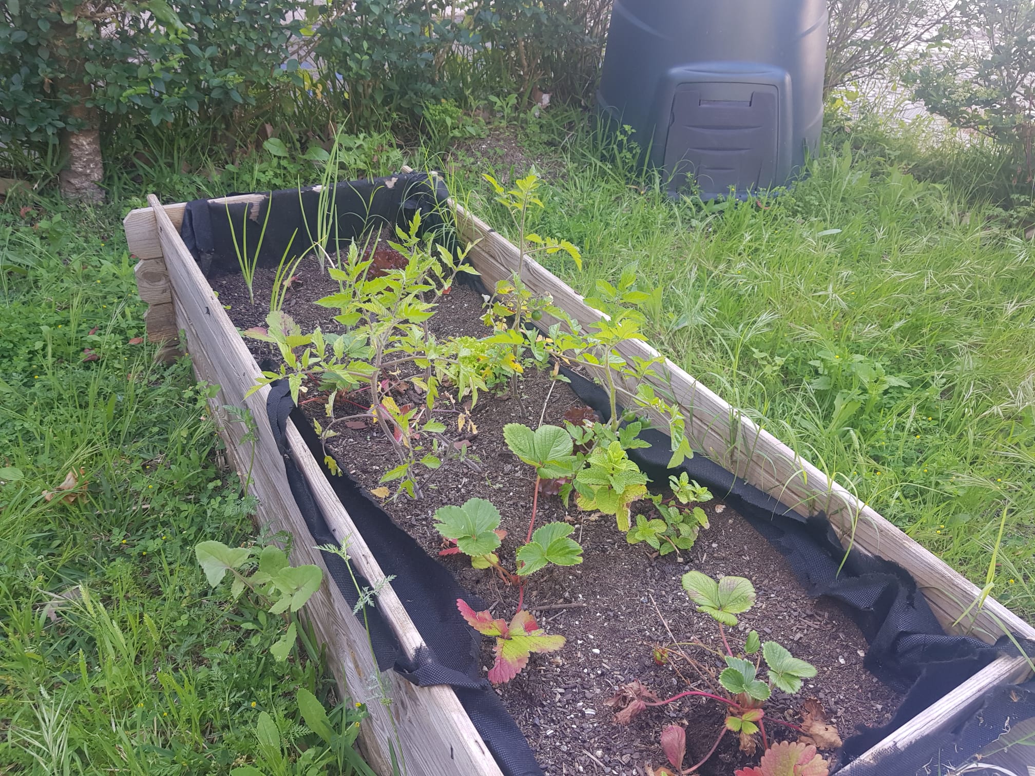 plantas em crescimento