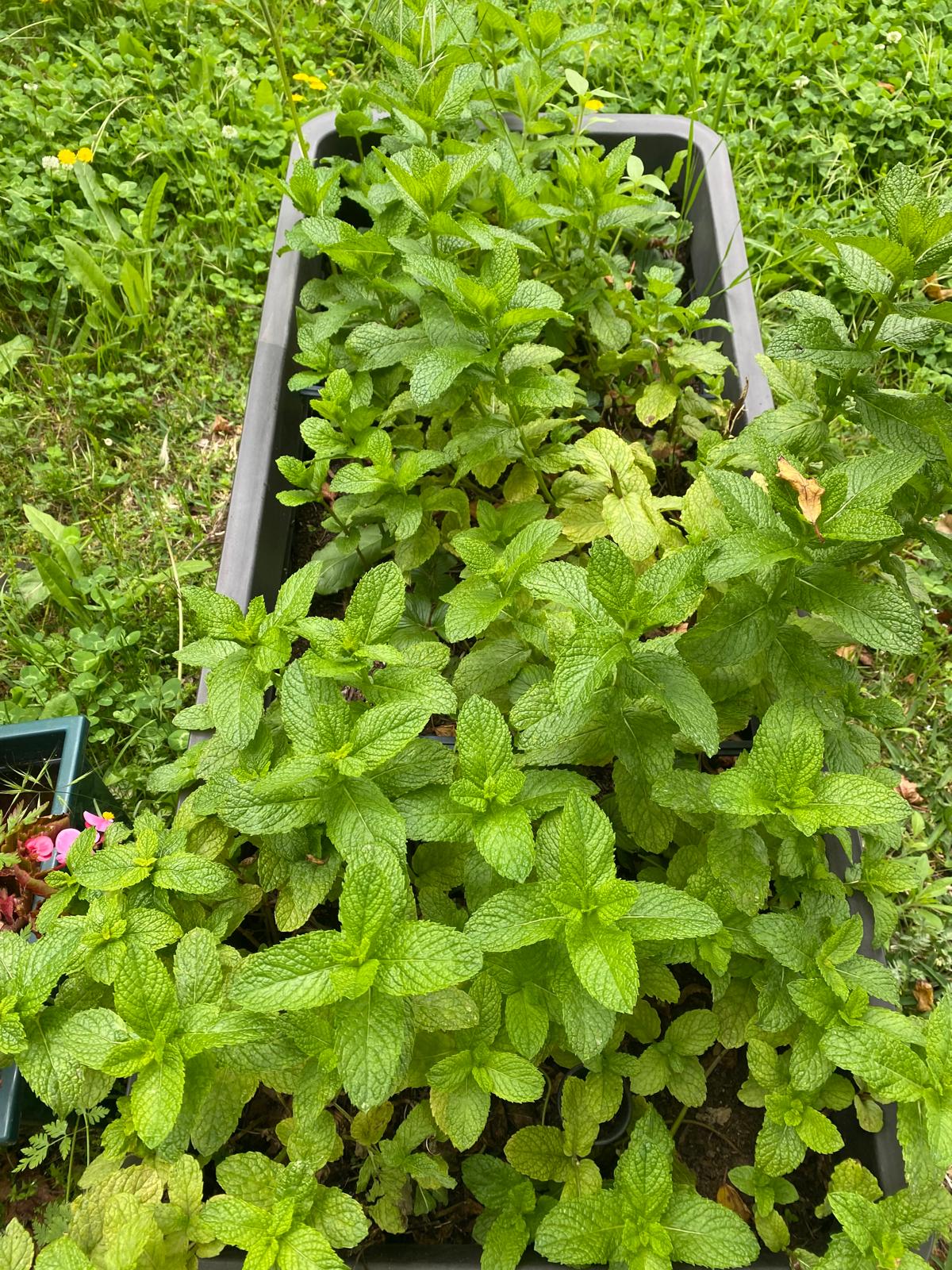 Canteiros das ervas aromáticas