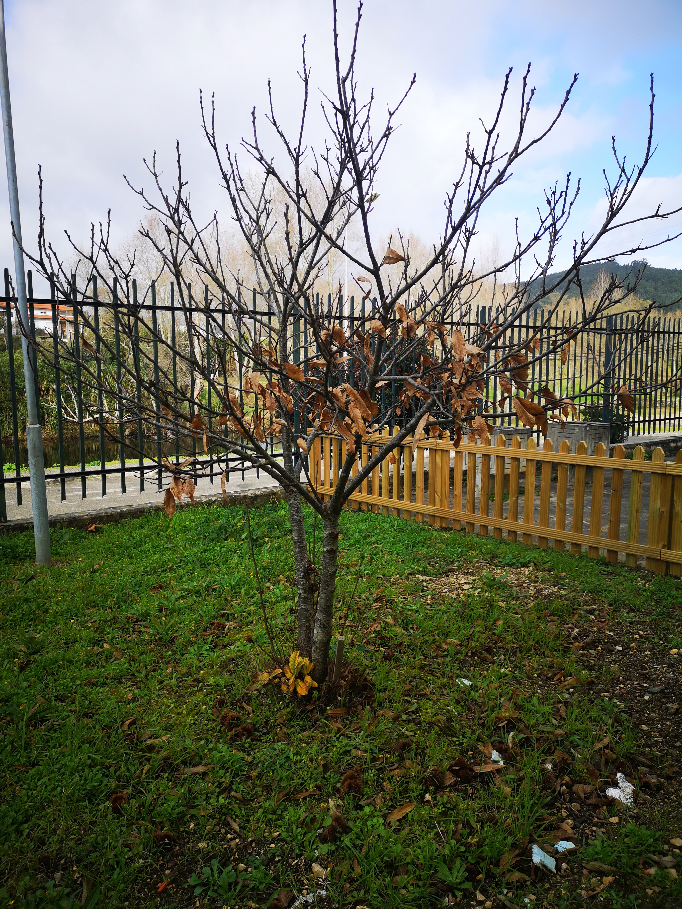 Árvore de fruto (castanheiro)