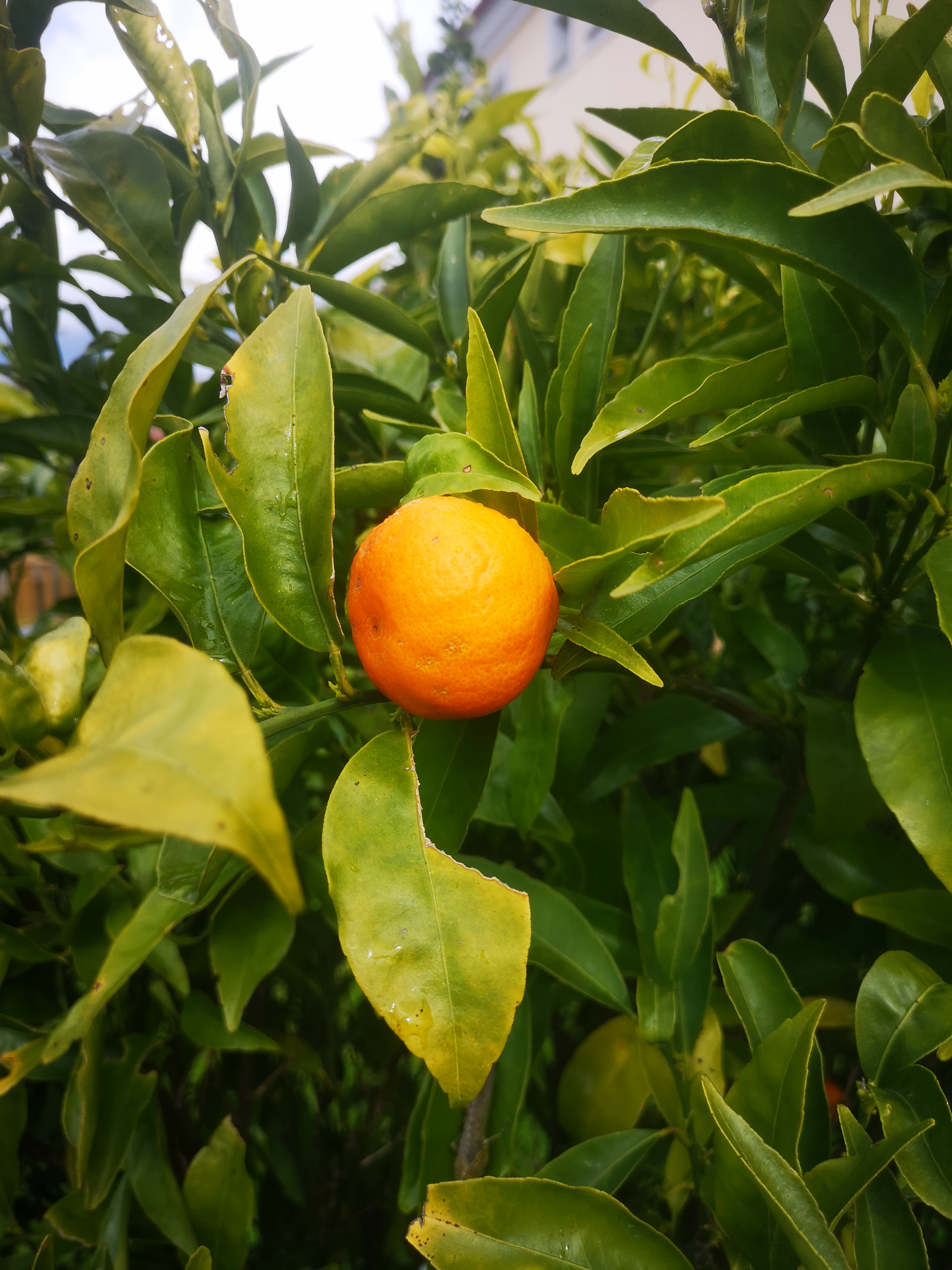 Laranjeira (recolha de frutos)