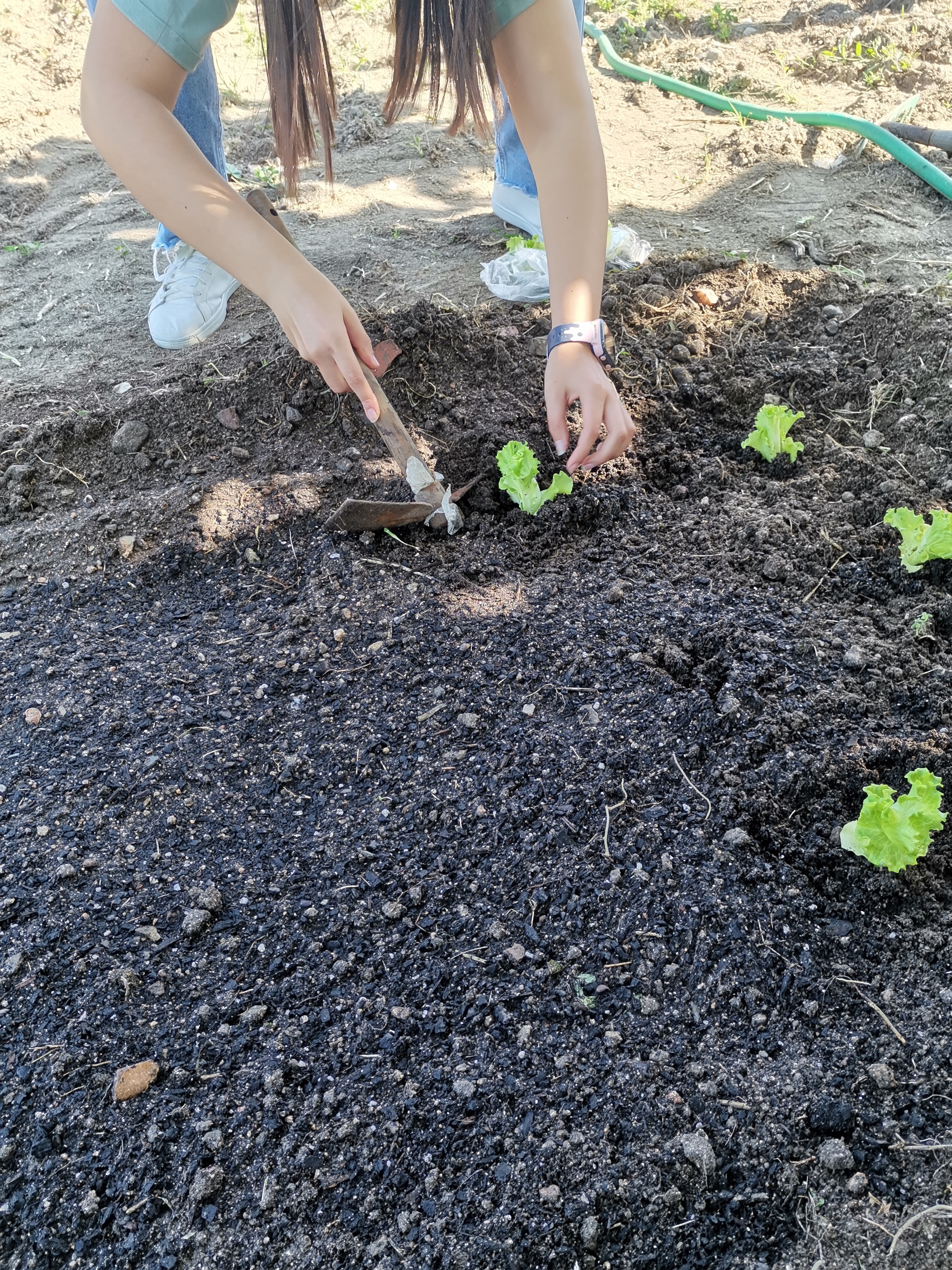 plantação de alfaces
