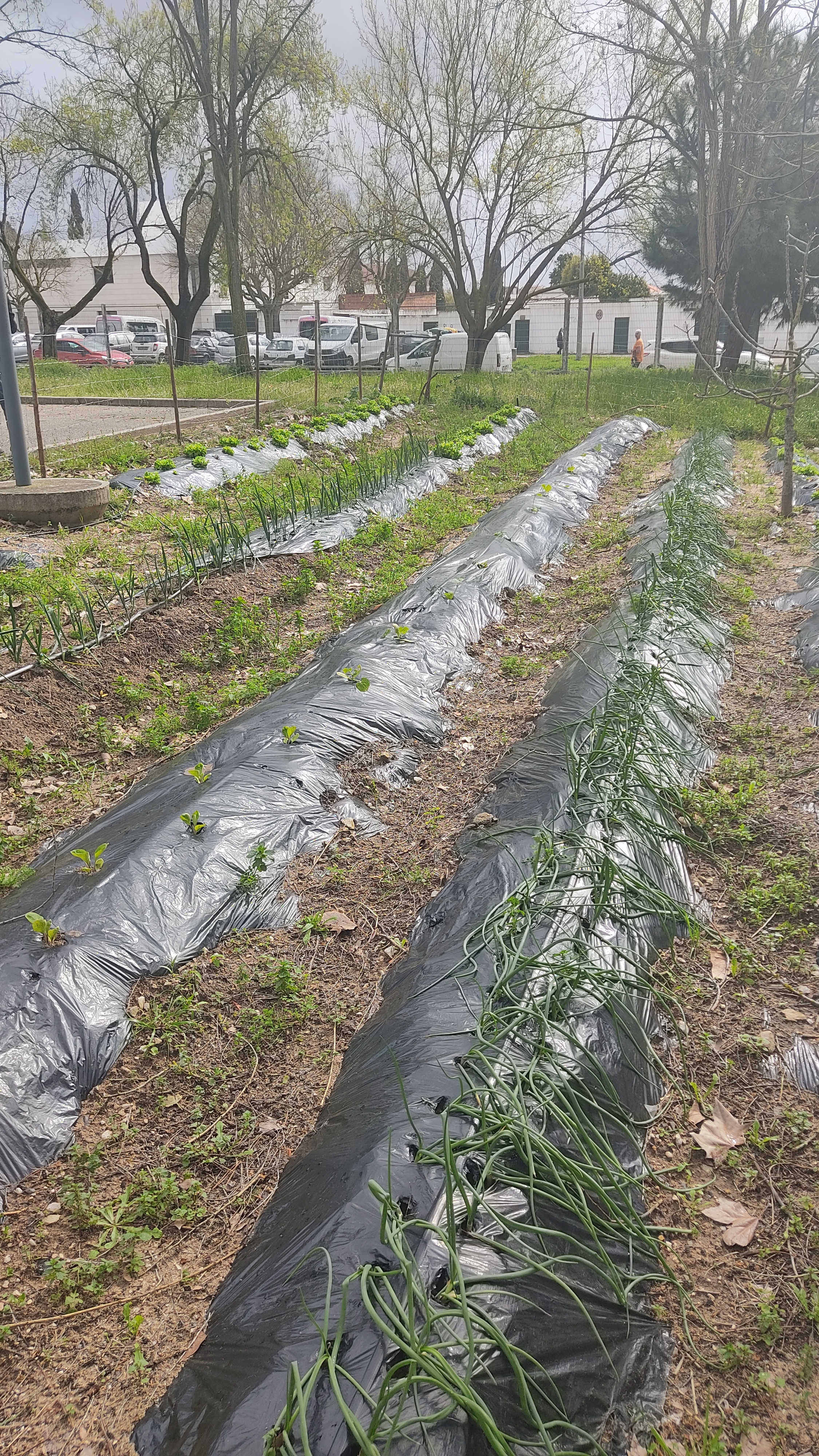 Plantação de corgete