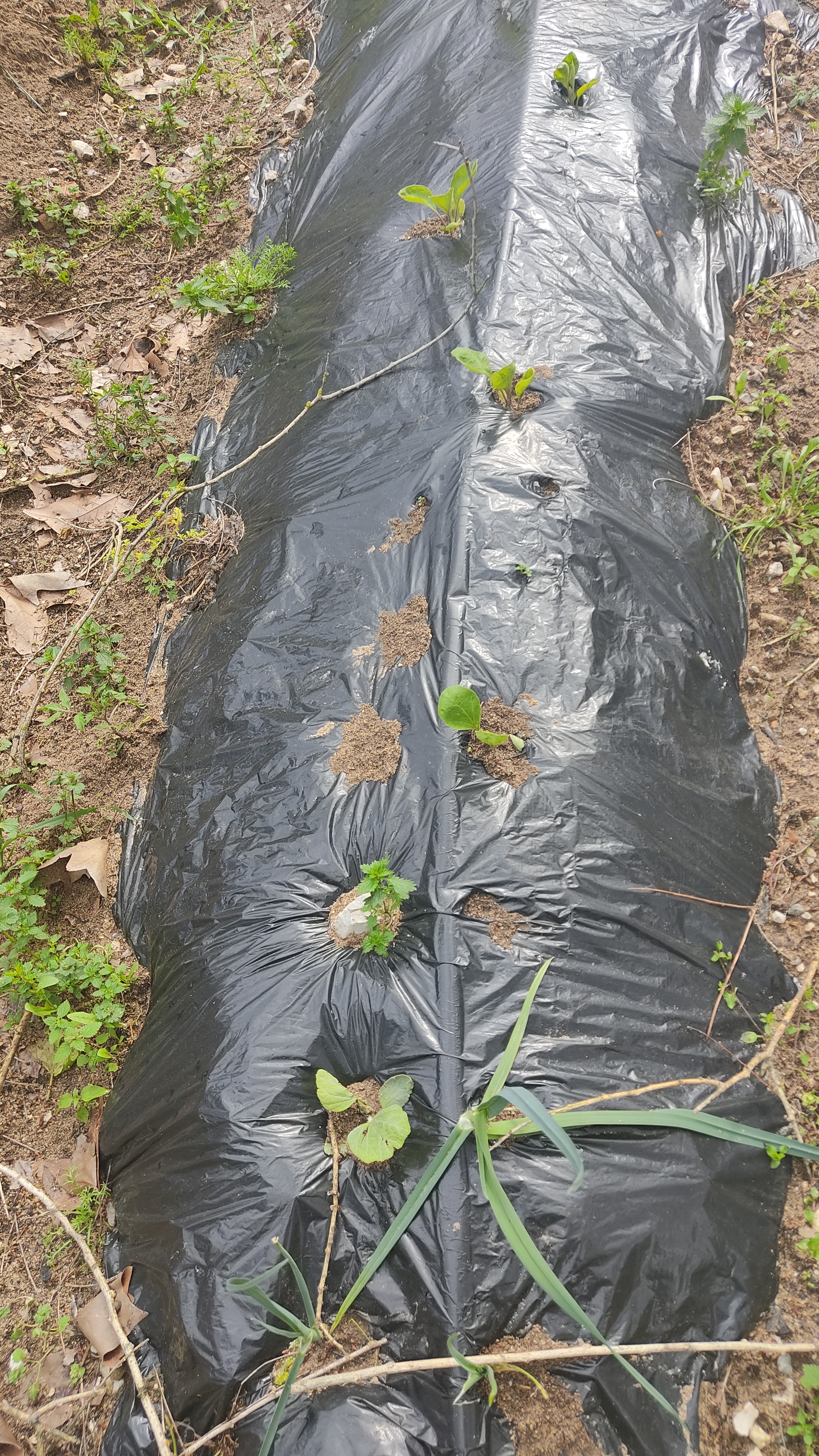 Plantação de batata doce