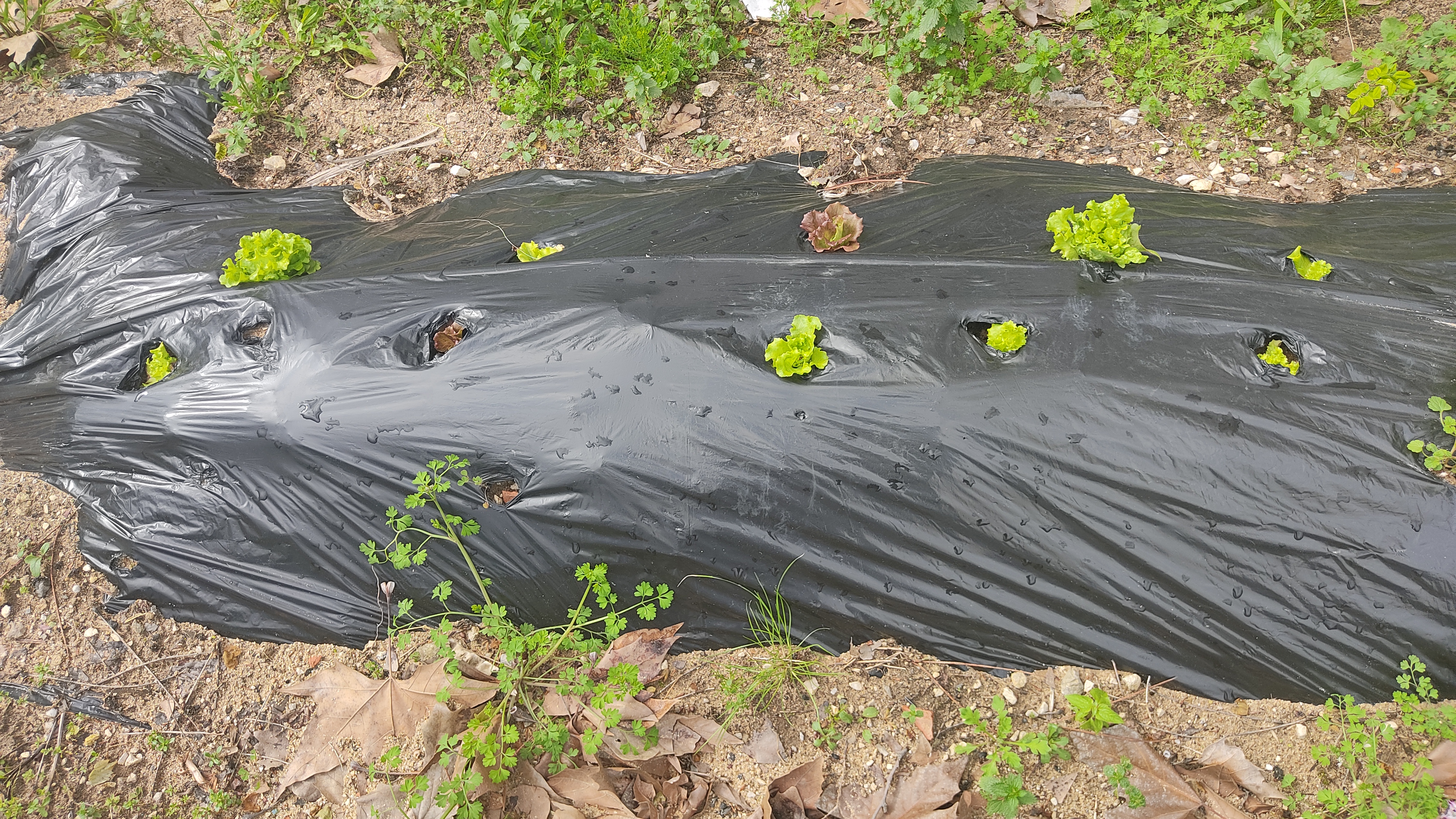Plantação de alfaces