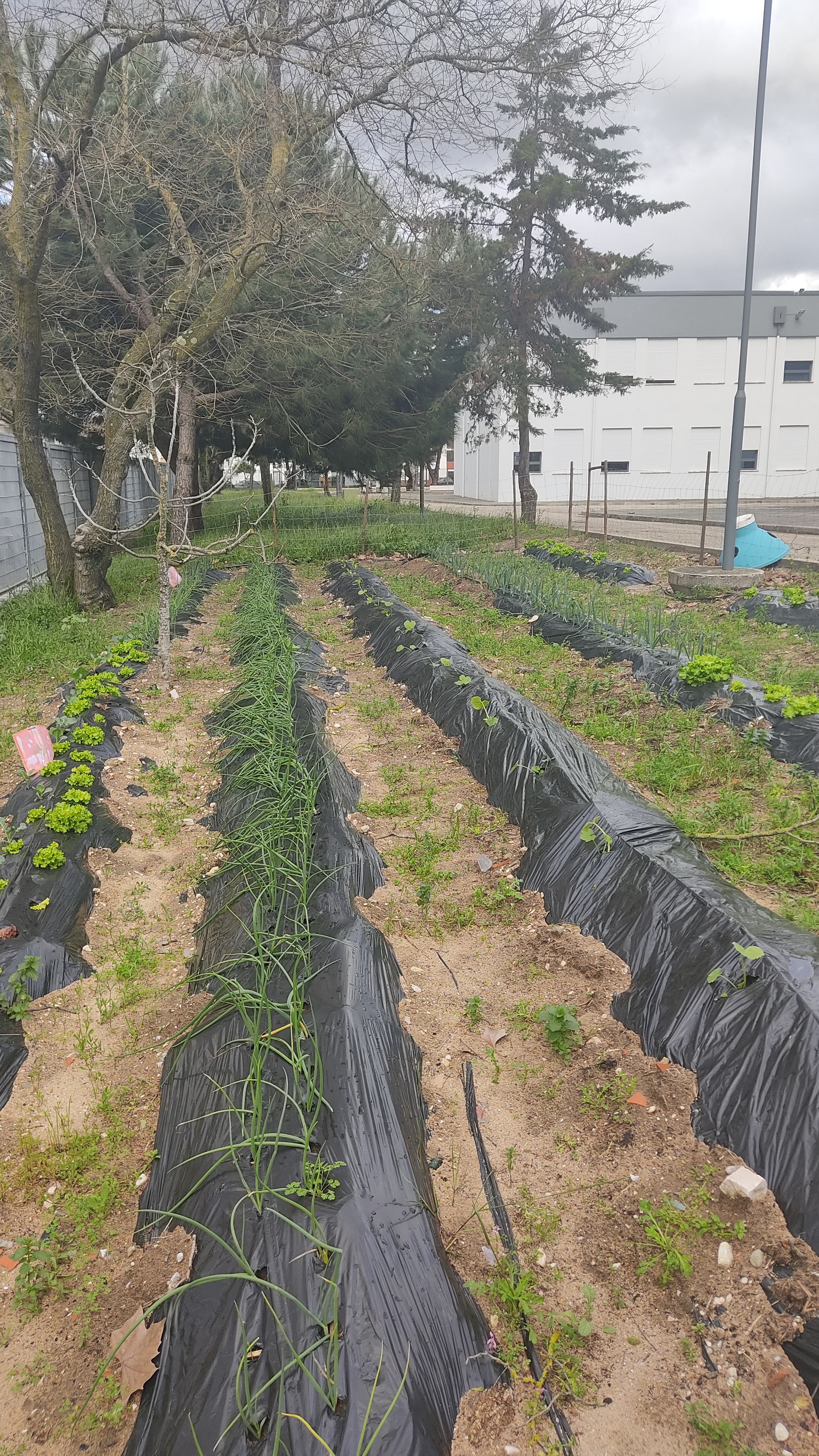 Plantação de cebola roxa e abóbora