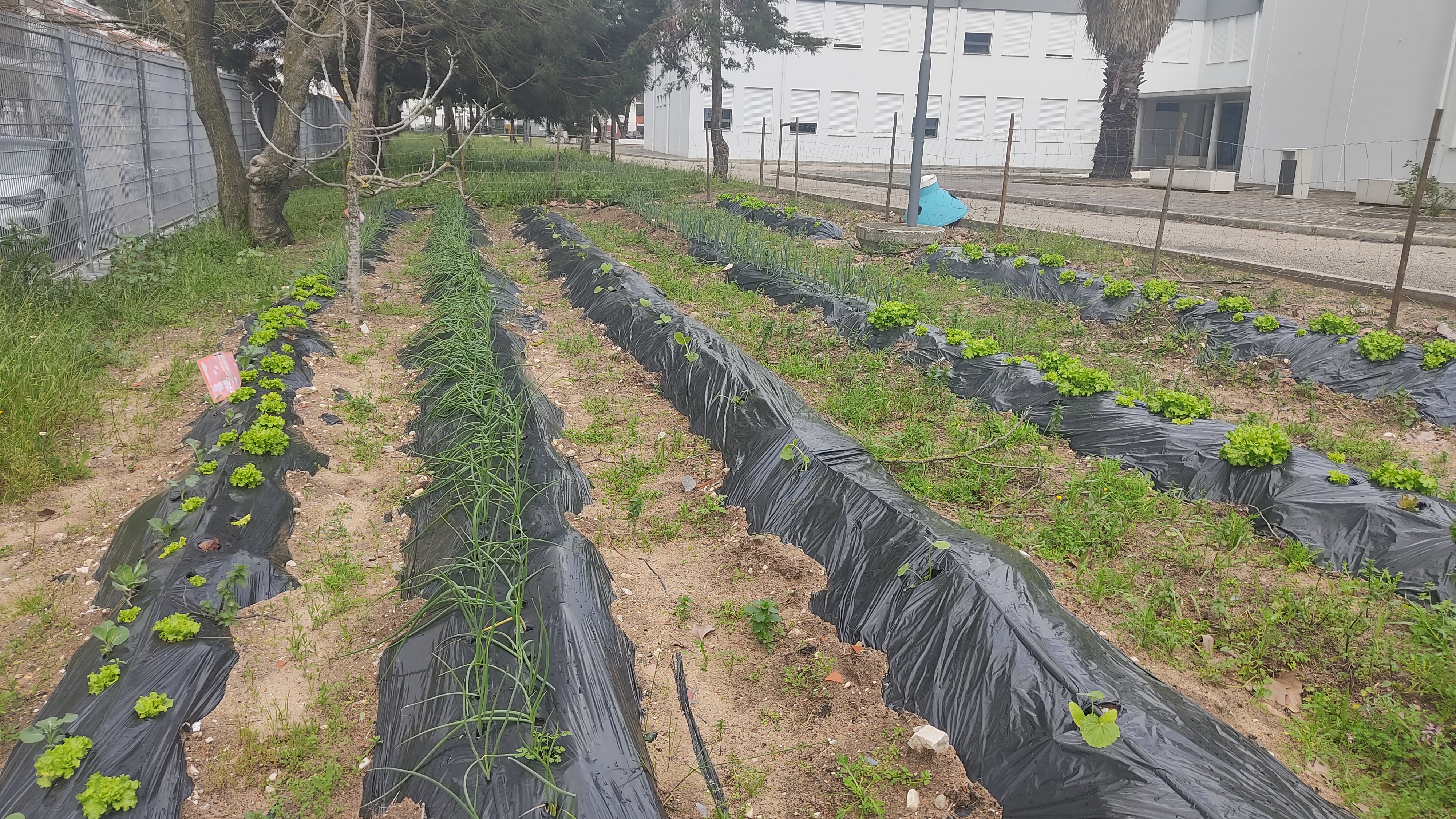 Vista panorâmica da nossa horta biológica