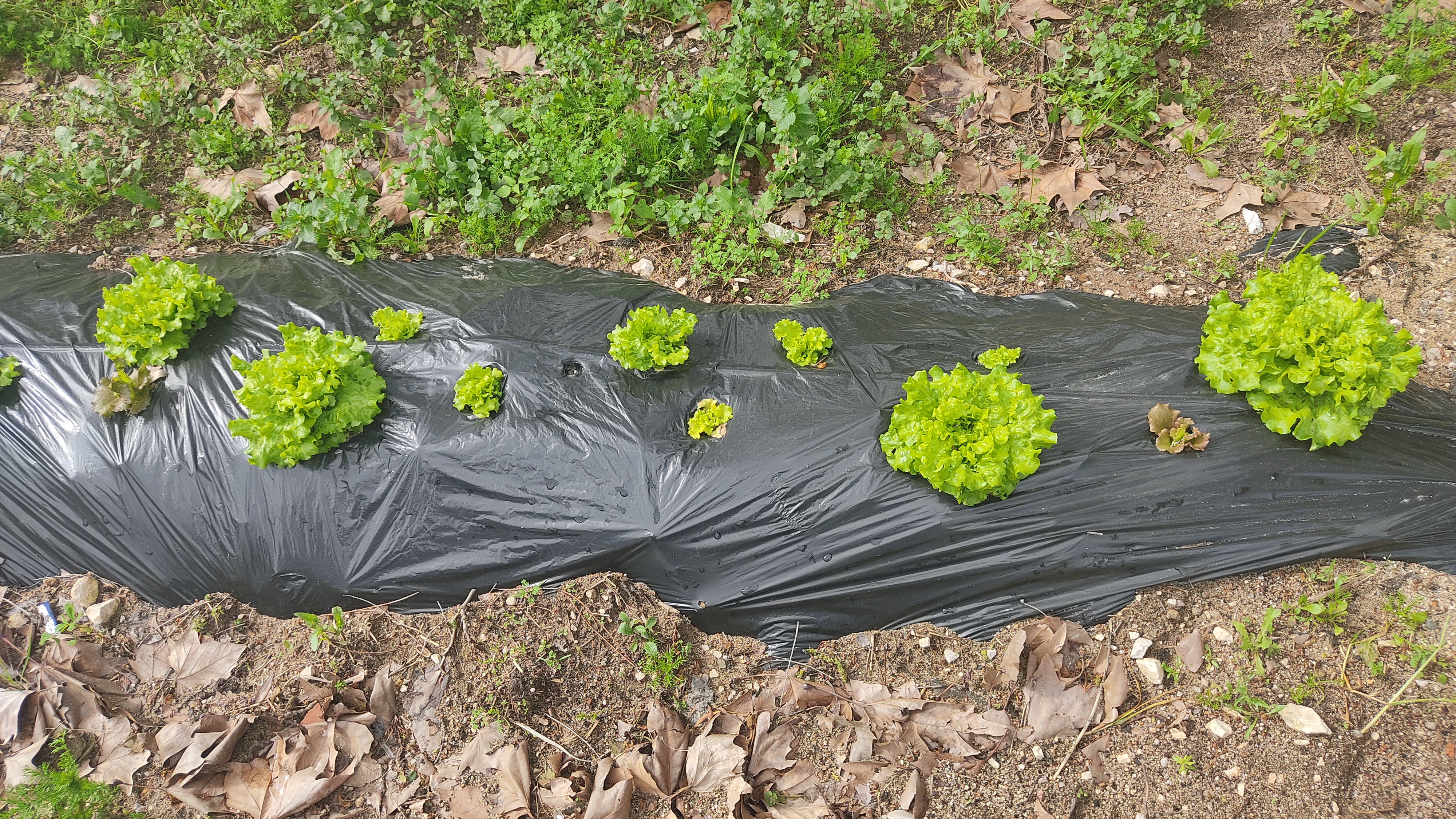 Plantação de alfaces em fase de crescimento