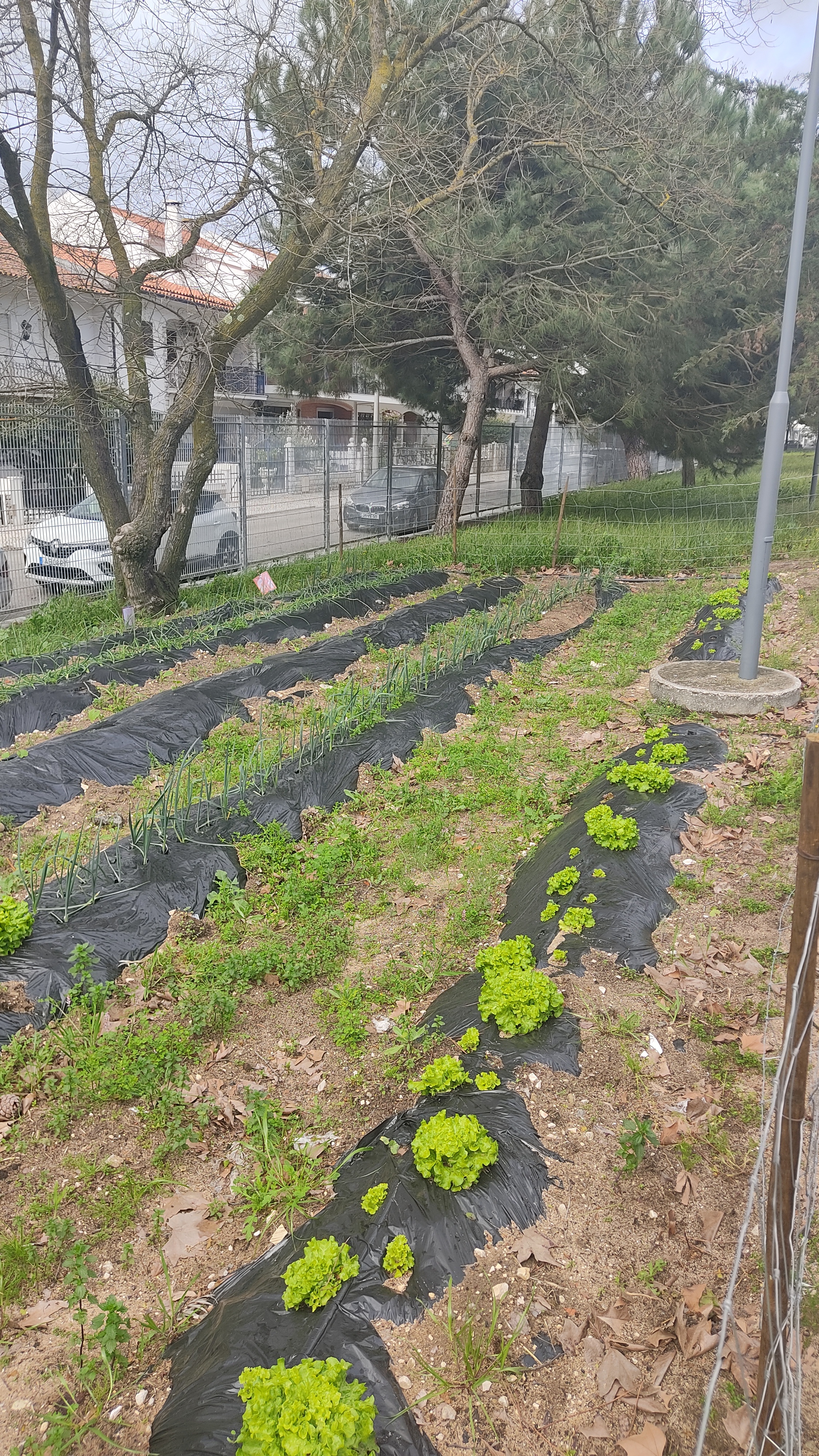Plantação de alfaces, cebola roxa e alho francês em fase de crescimento