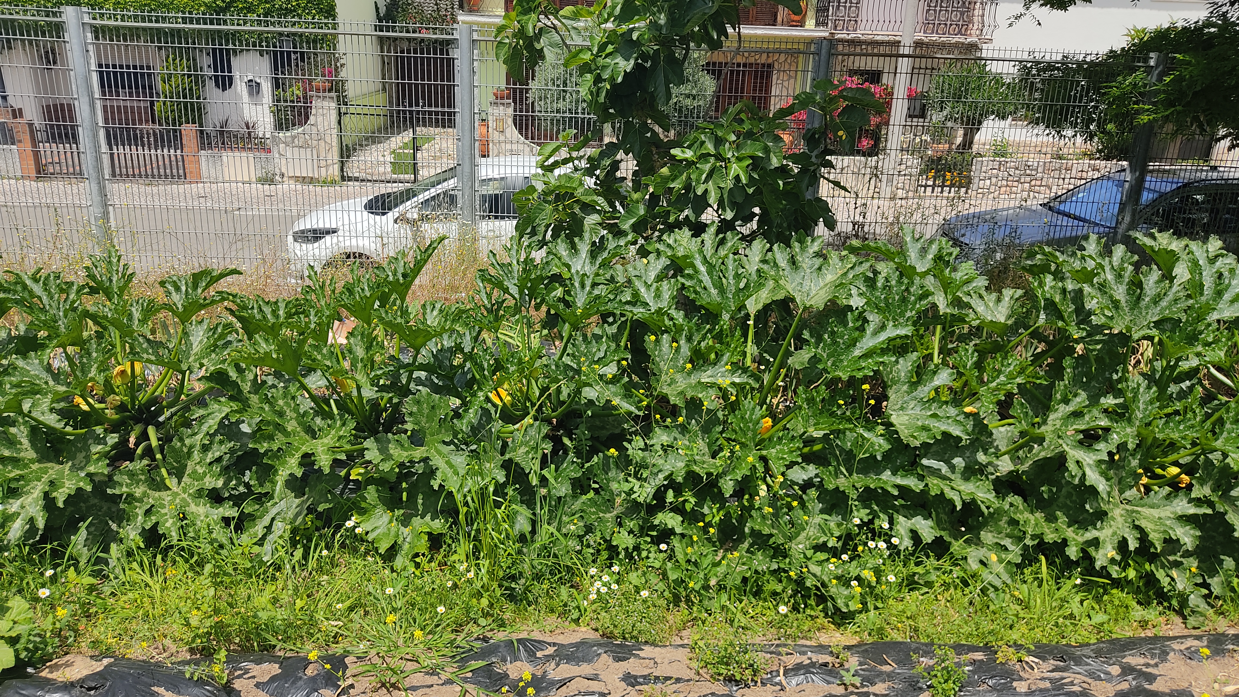 A nossa horta ficou linda com estas plantas maravilhosas de curgetes gigantes.