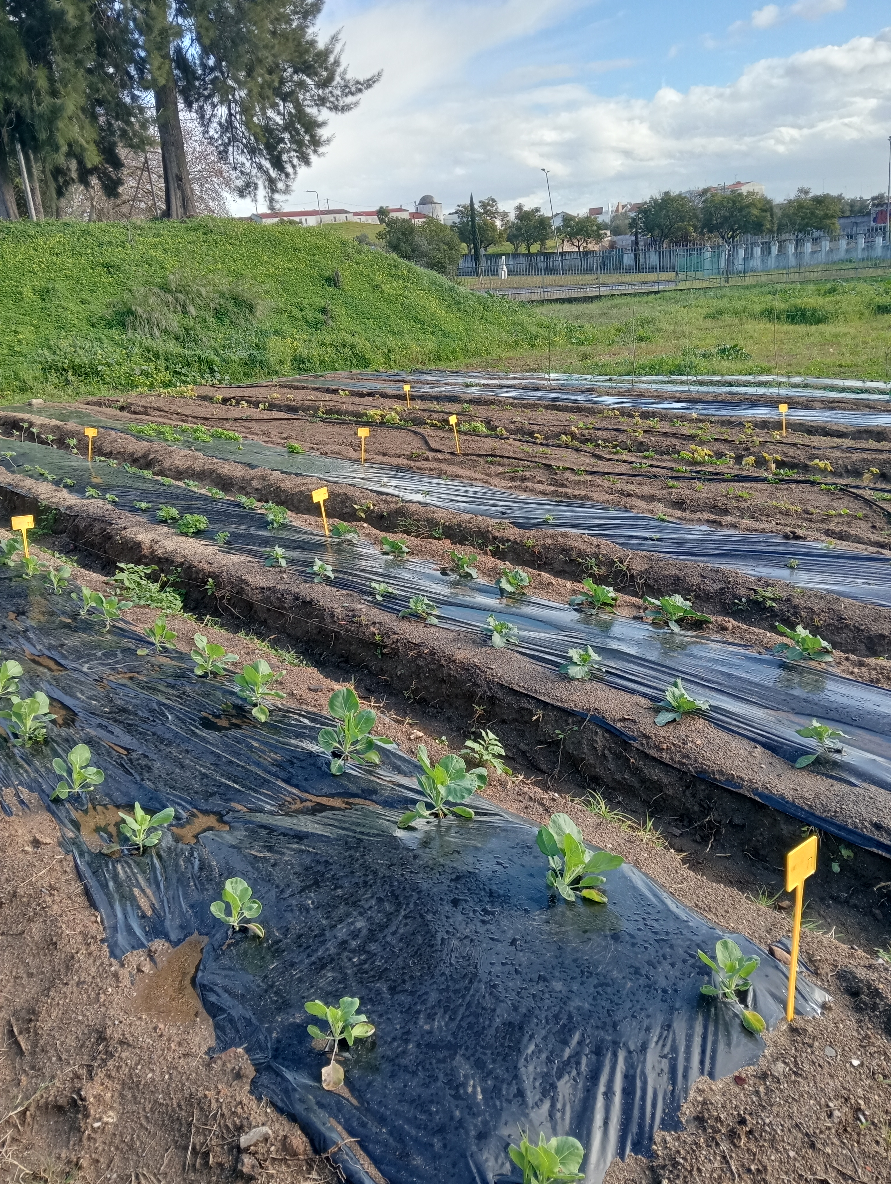 Vista geral da horta com culturas Outono Inverno em rotação
