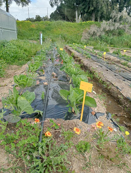 Produção de várias variedades de couve com cobertura do solo com plástico