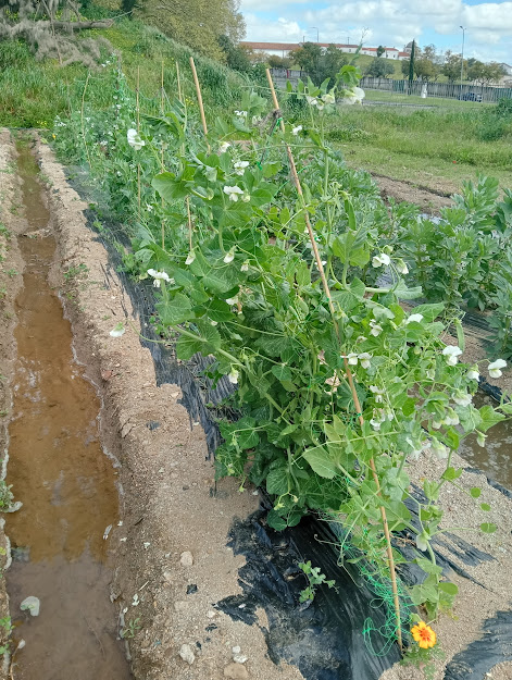 Cultivo de leguminosas para enriqueciemento de azoto no solo.