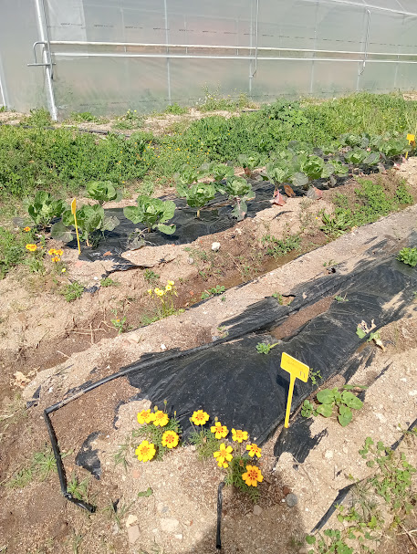 Camalhões com plantas para a atrair auxiliares