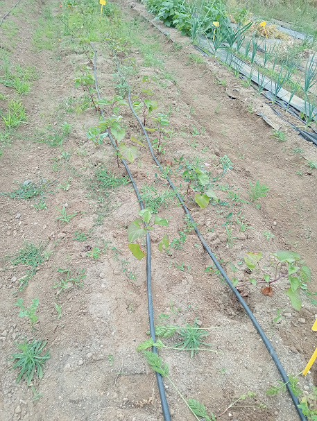 Camalhões com a rega gota a gota instalada.