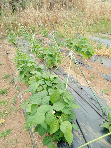 Produção de leguminosas como plantas melhoradoras de nutrientes do solo
