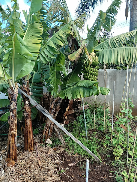 As bananeiras com o terreno limpo (4ºs anos) - no qual se coloca esteira, a qual aduba o terreno e ao mesmo tempo evita o crescimento de ervas daninhas. As bananeiras desenvolve-me bem e dão fruto.