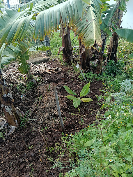 A limpeza é uma tarefa muito importante na horta (4ºs anos) - deve ser constante e é fundamental para que as plantações cresçam saudáveis e haja fruto! Aqui procedeu-se à limpeza em torno das nossas bananeiras. Já cresce uma nova!