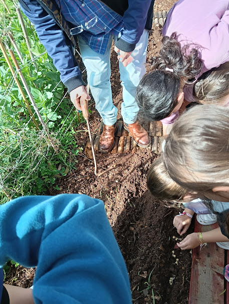 Plantação de grão de bico (4ºano) - os alunos do 4ºano plantaram o grão de bico num canteiro escolhido pela turma, o qual tinha sido arranjado e preparado anteriormente nos meses anteriores.