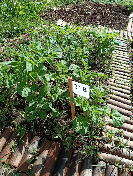 Crescimento da batata plantada no 2ºP nos retalhos/canteiros preparados, os quais foram escolhidos por turmas, para que cada uma tivesse a sua plantação, assim como aconteceu na primeira foto na plantação do grão de bico.