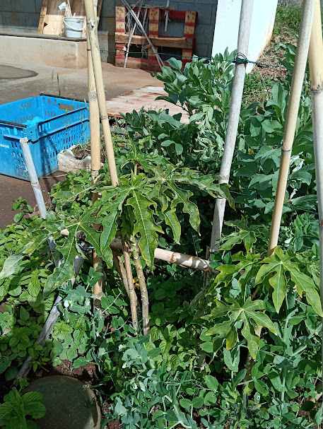 Evolução e crescimento da papaieira plantada no 1ºP. Nesta foto é possível observar o seu crescimento, na foto a seguir vemos o momento da plantação e assim podemos avaliar o seu crescimento!