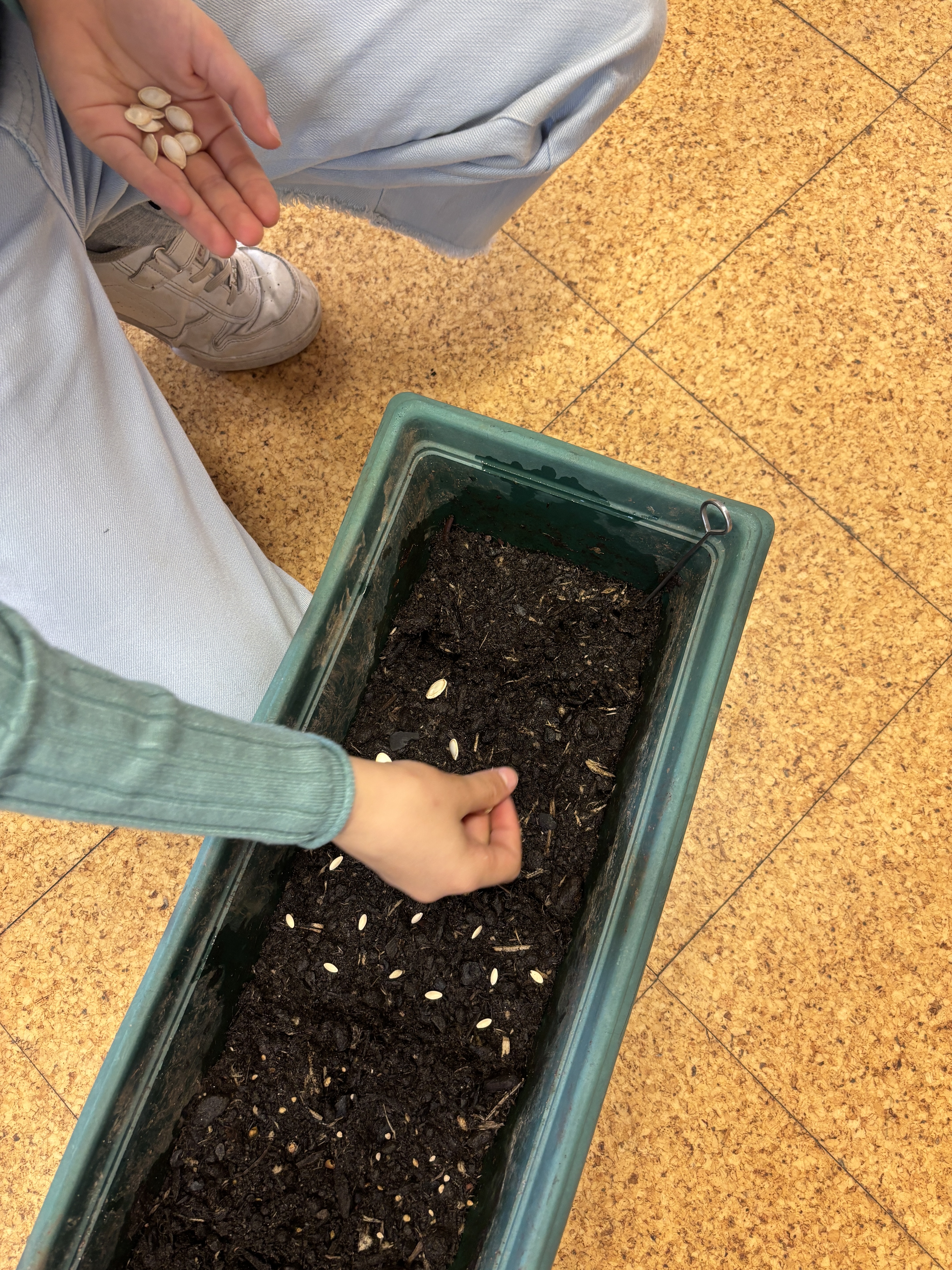 Sementeira - curgetes