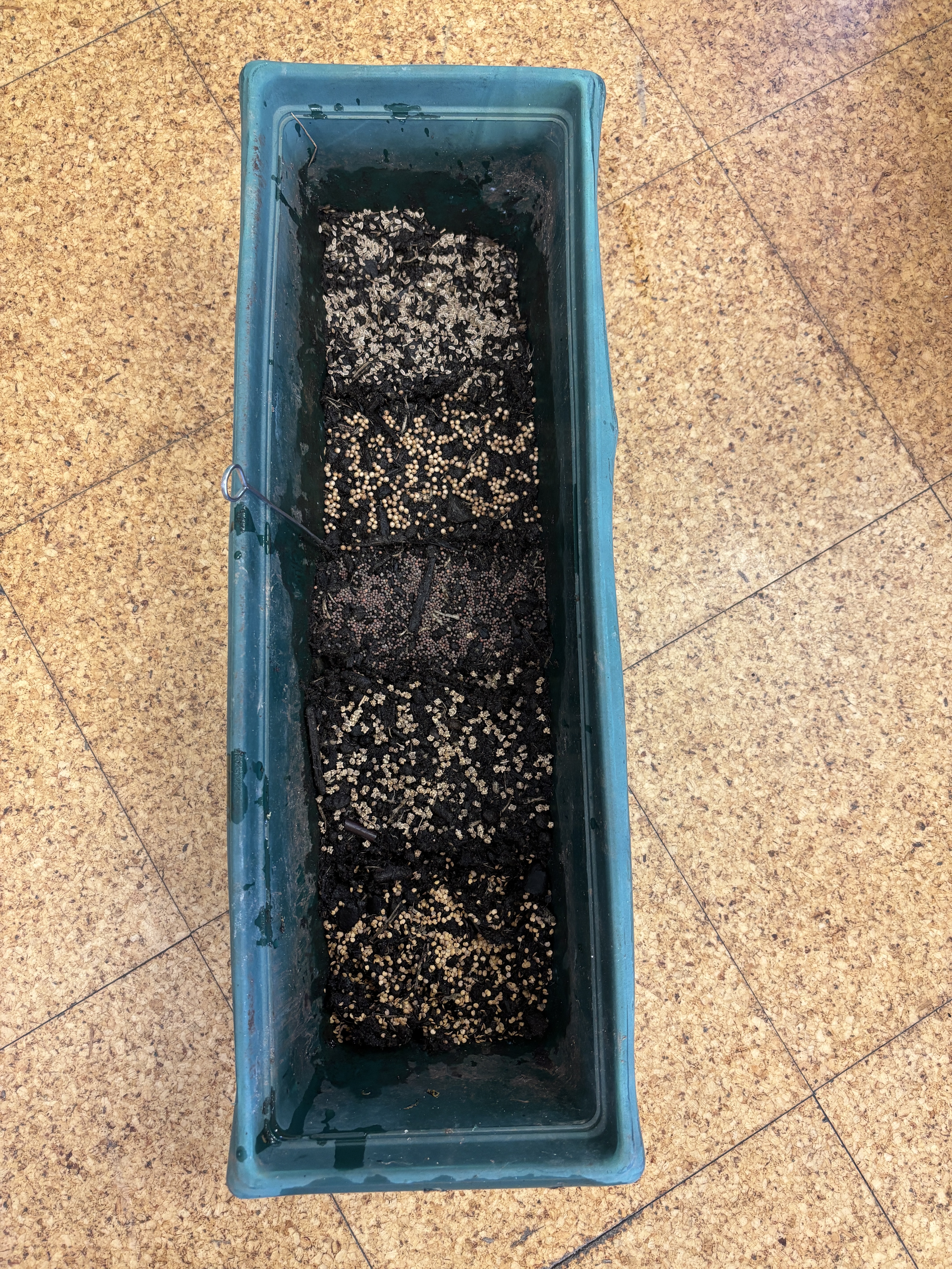 Sementeira - diversos legumes (pepinos, beterrabas, beringelas, tomates...)