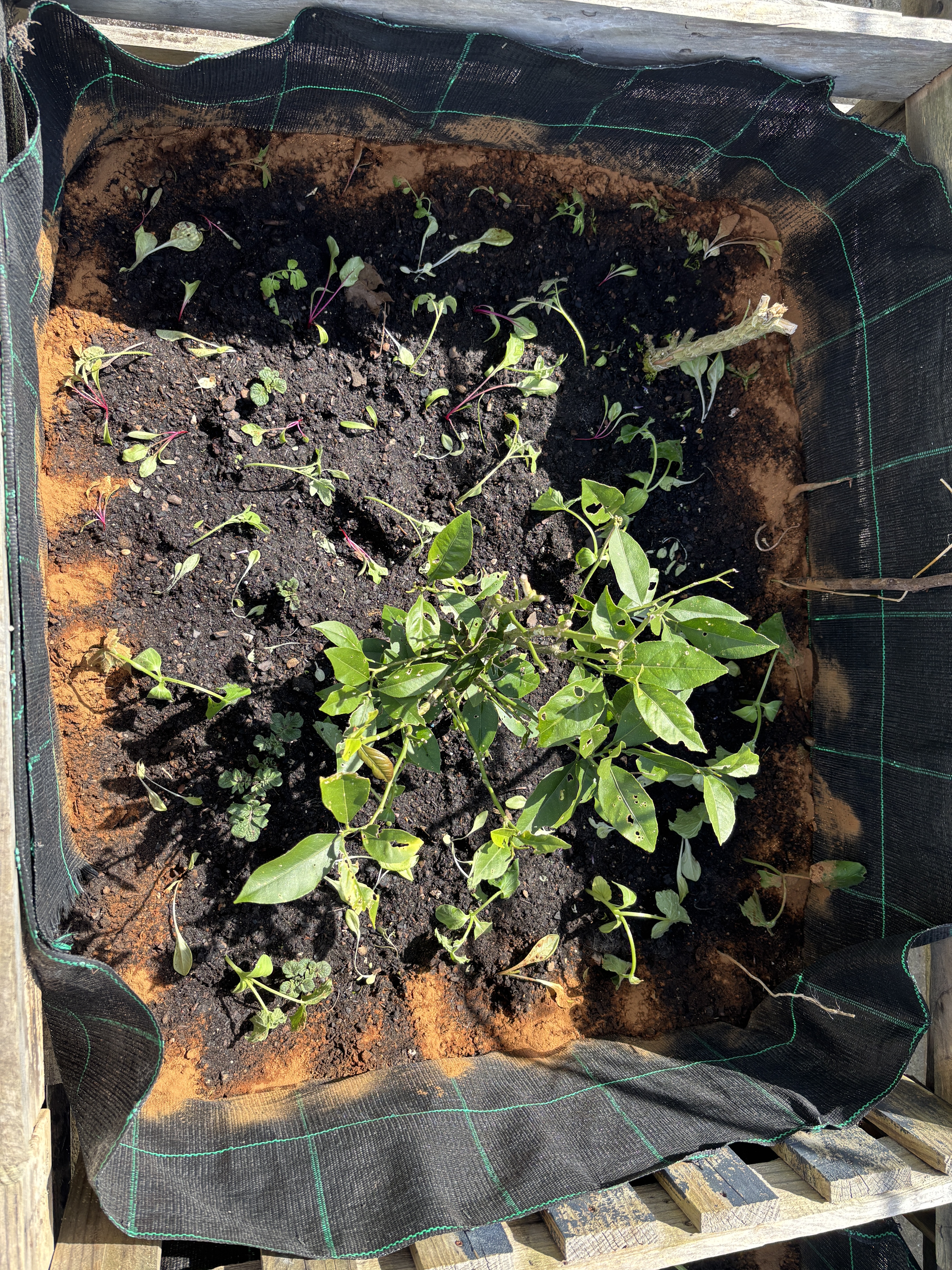 Desta vez rodeamos as nossas plantas com canela. Será que conseguimos afugentar os caracóis?