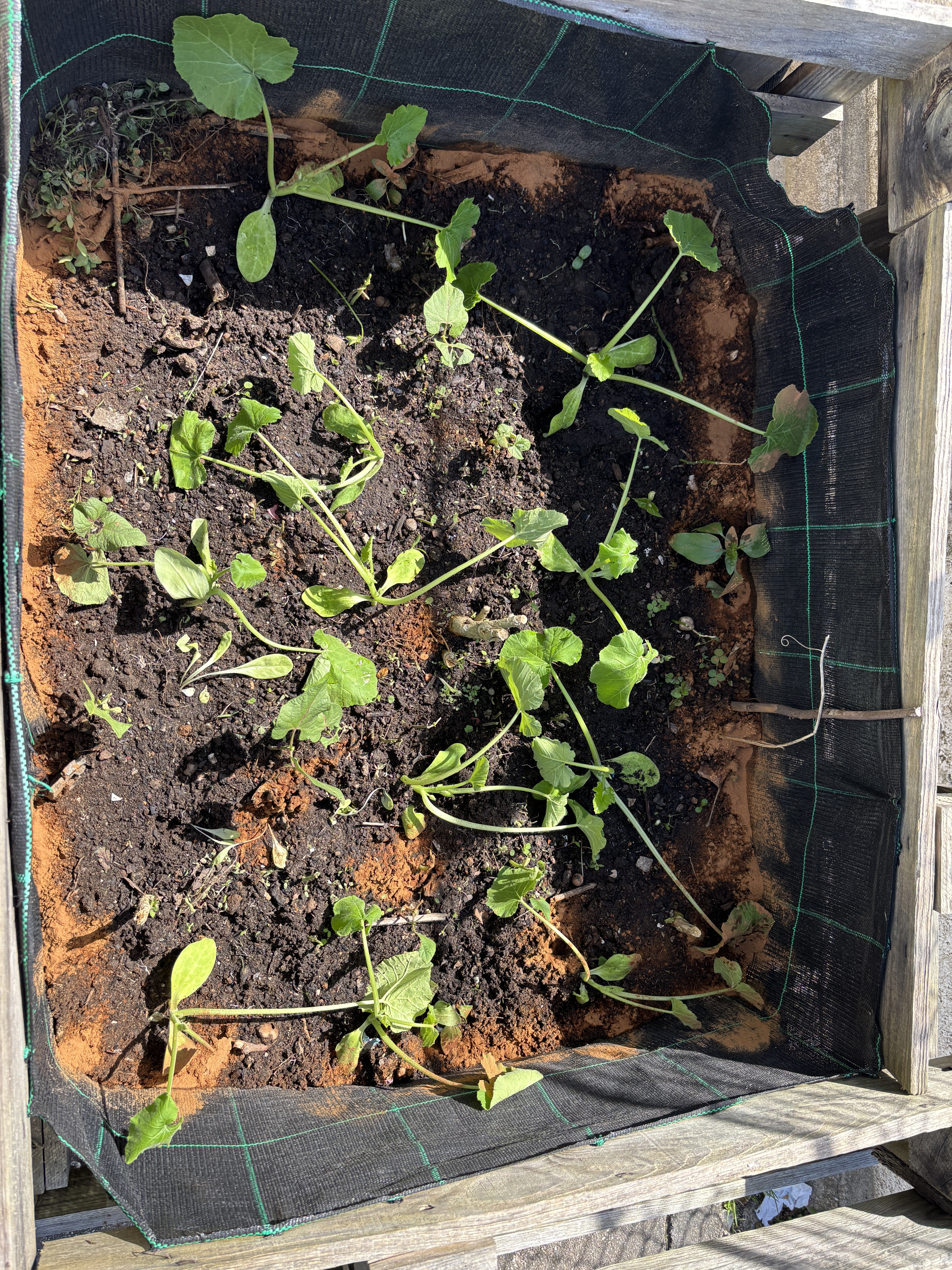 As plantas que darão origem aos nossos legumes, crescem "a olhos vistos"!