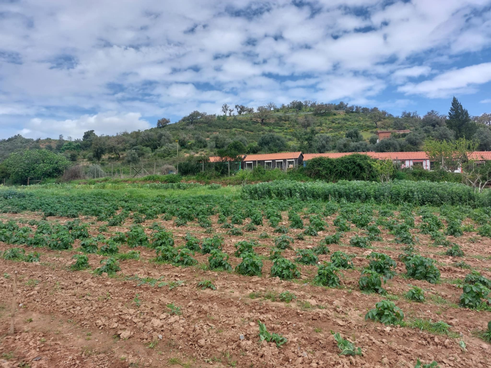 plantação de batatas e colheita de favas e ervilhas.