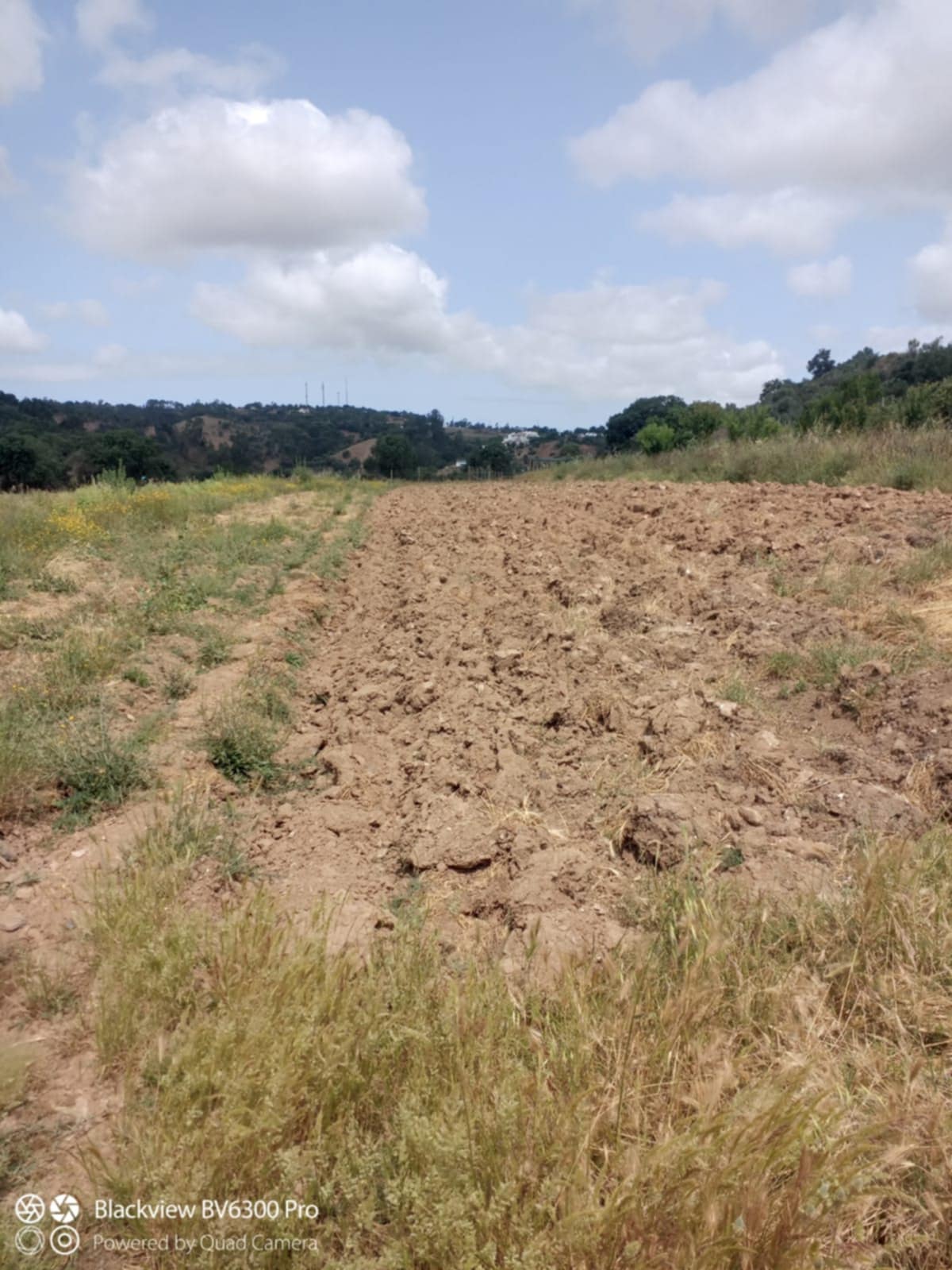 Preparação de terreno para pousio durante o verão.