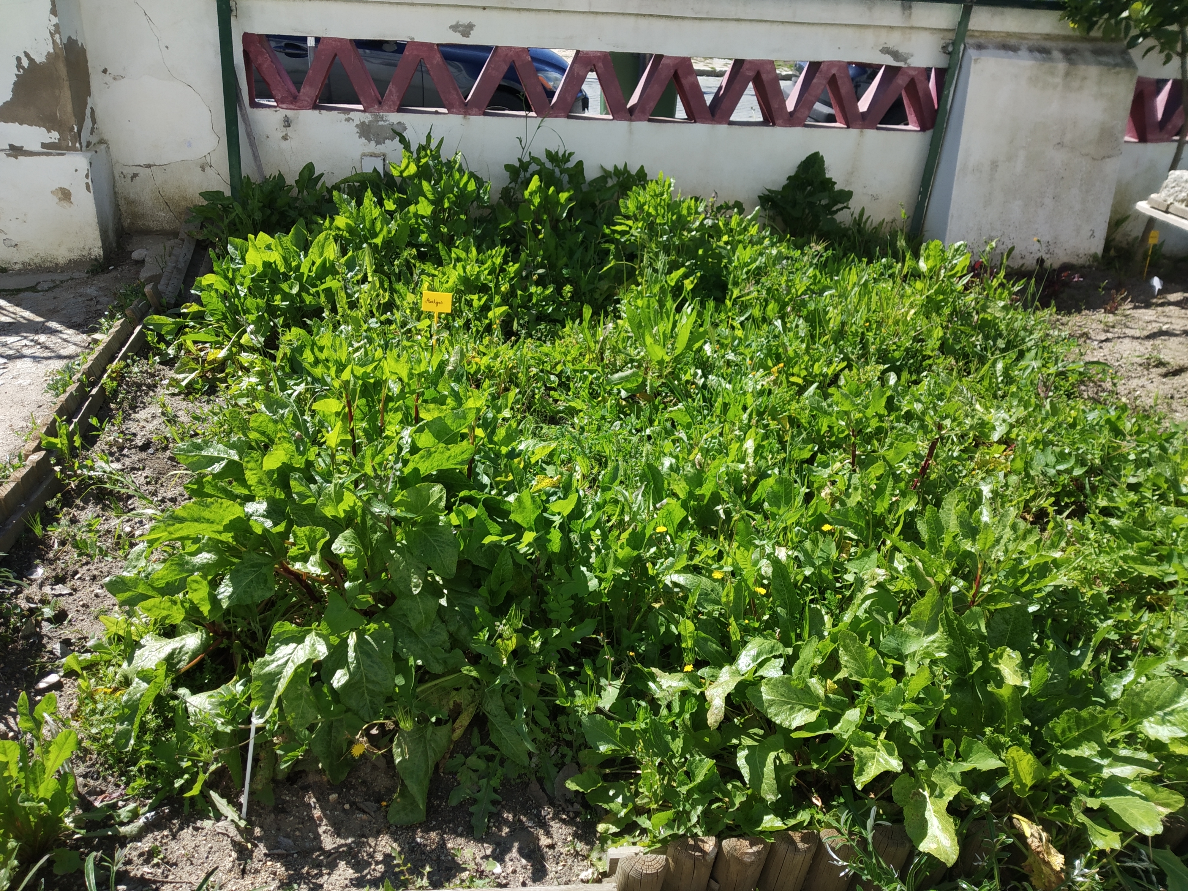Canteiro das Acelgas: Aspeto das acelgas, uma planta espontânea, que cresce de um ano para o outro no nosso canteiro. Esta planta é colhida por alguns elementos da comunidade escolar, a fim de ser utilizada na alimentação.