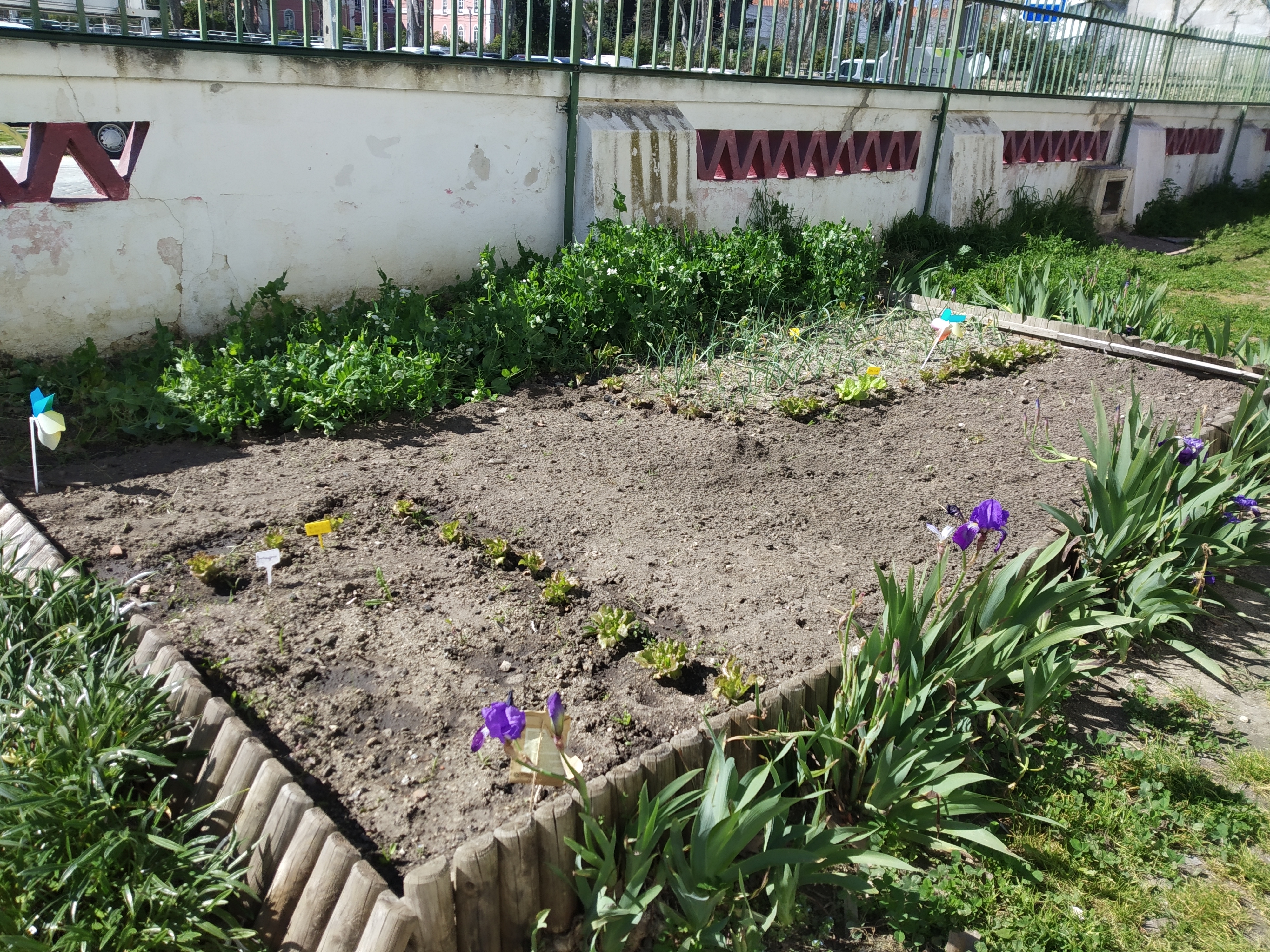 Aspeto do canteiro das ervilhas, alhos e alfaces, no mês de março. Neste canteiro, existe um espaço por cultivar, uma vez que está projetado pelas turmas do 1º e 2º ano o cultivo de plantas polinizadoras, a fim de atrair insetos polinizadores.
