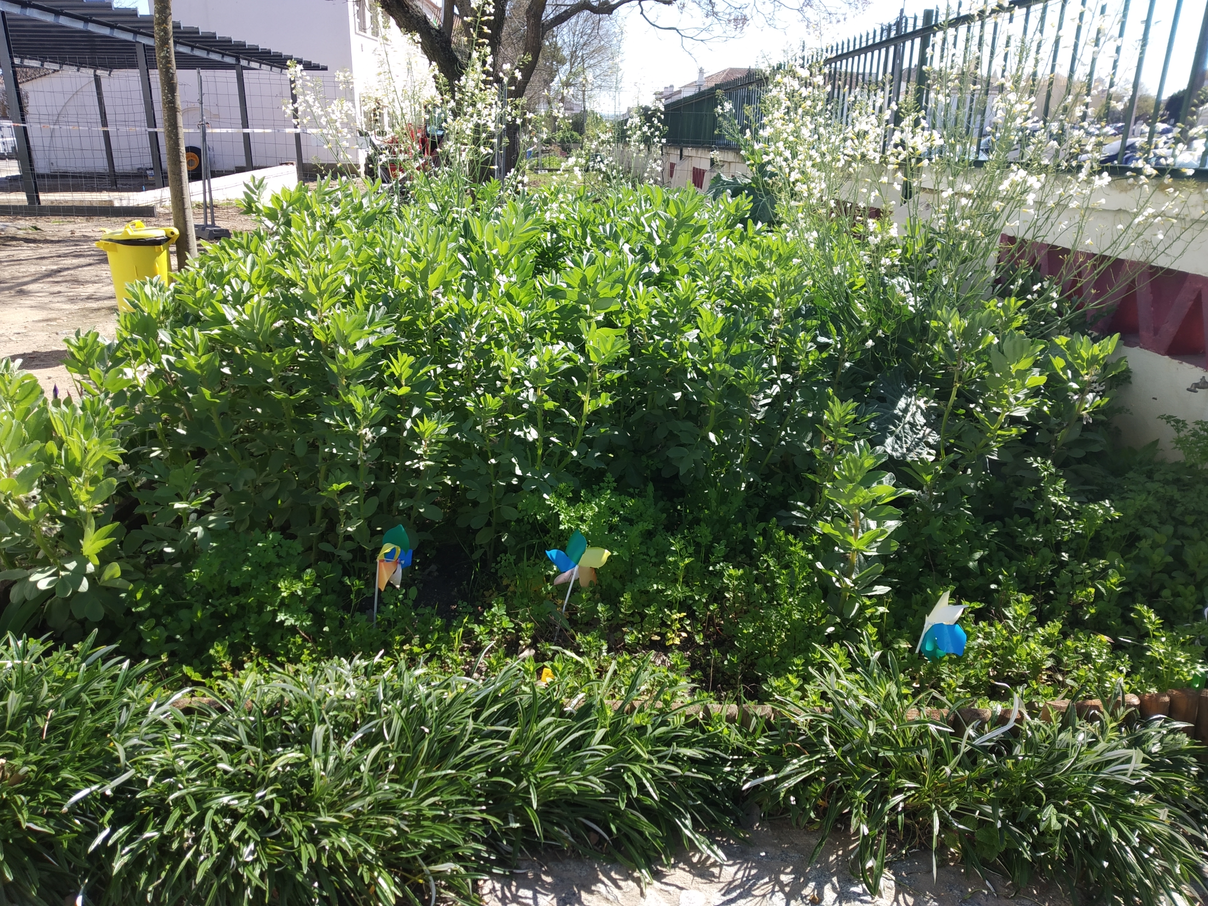 Canteiro das favas: As nossas favas já têm flor, o que significa que estão repletas de leguminosas.