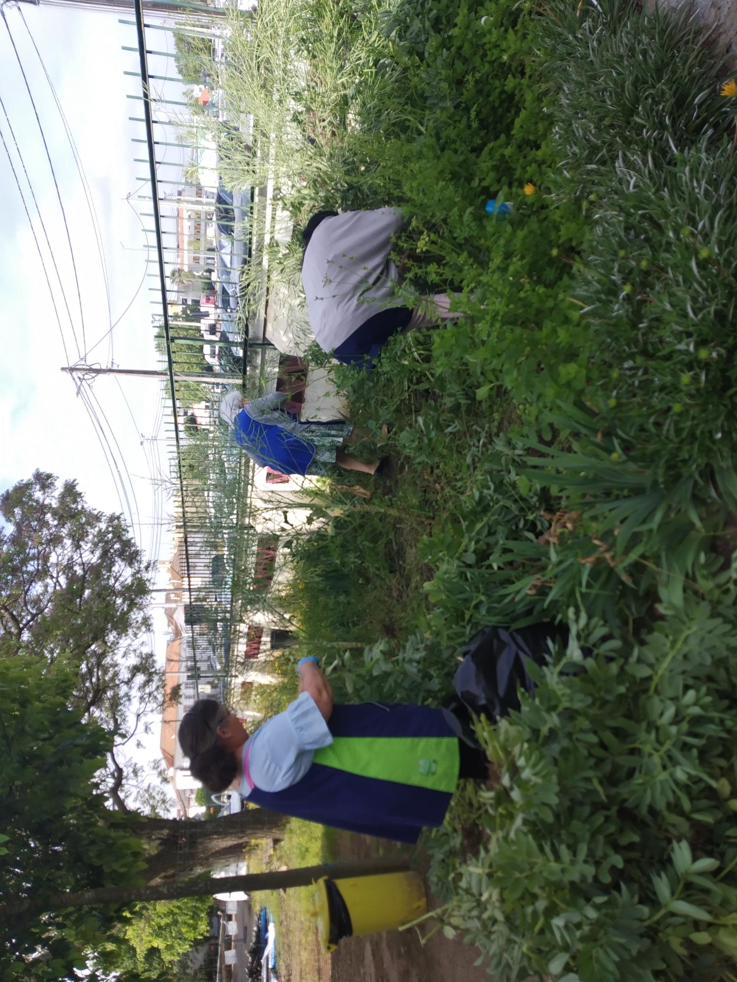 Esta imagem representa a apanha das favas na nossa horta, a fim de confecionarmos um almoço na escola, privilegiando o consumo de produtos biológicos.