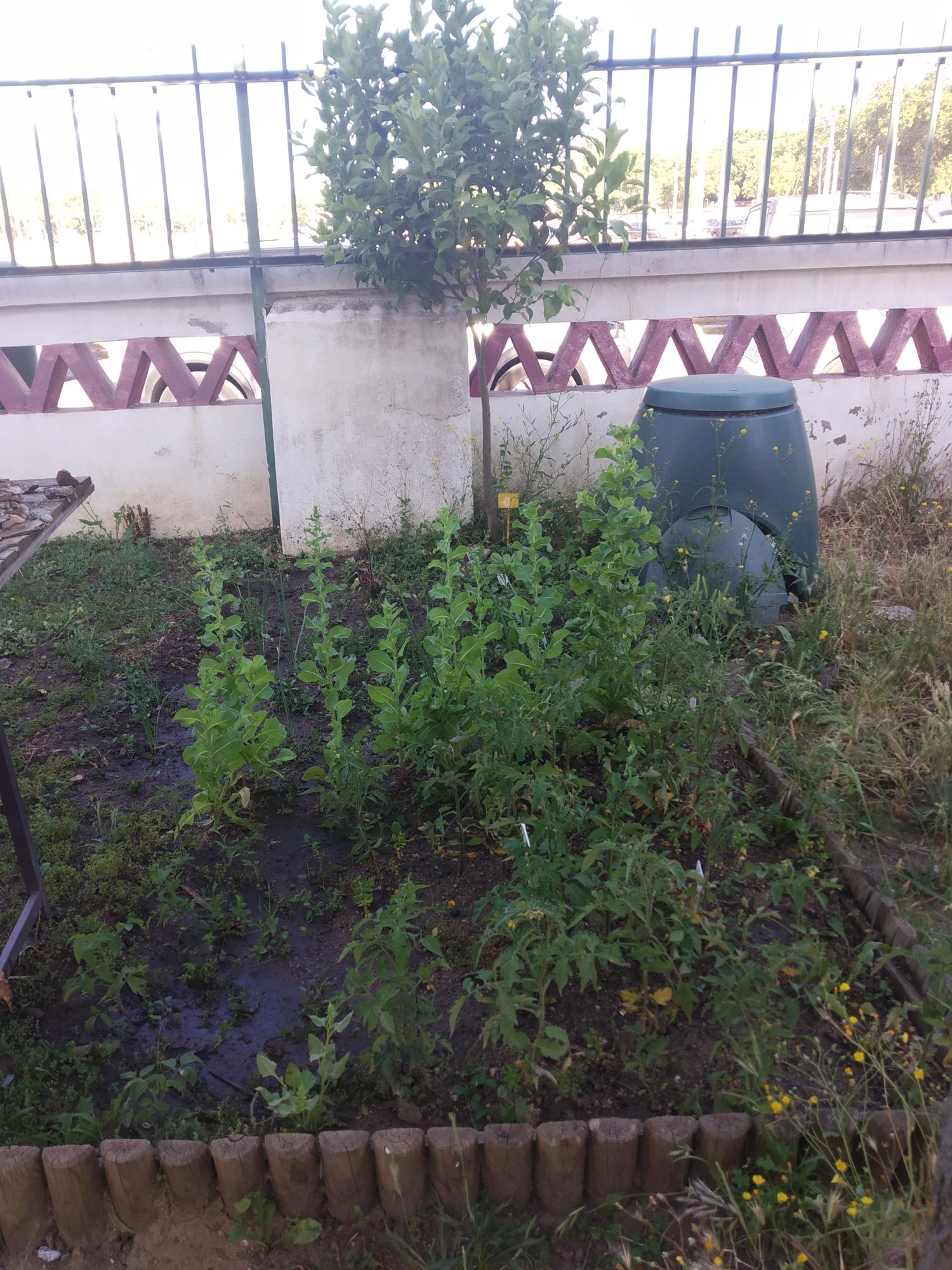 Esta imagem representa um canteiro onde plantámos alguns legumes,depois de feitas as sementeiras:alfaces,tomates,cebolas e pimentos.A finalidade  é colhermos os produtos,entregá-los no refeitório escolar para consumo,privilegiando a agricultura biológica.