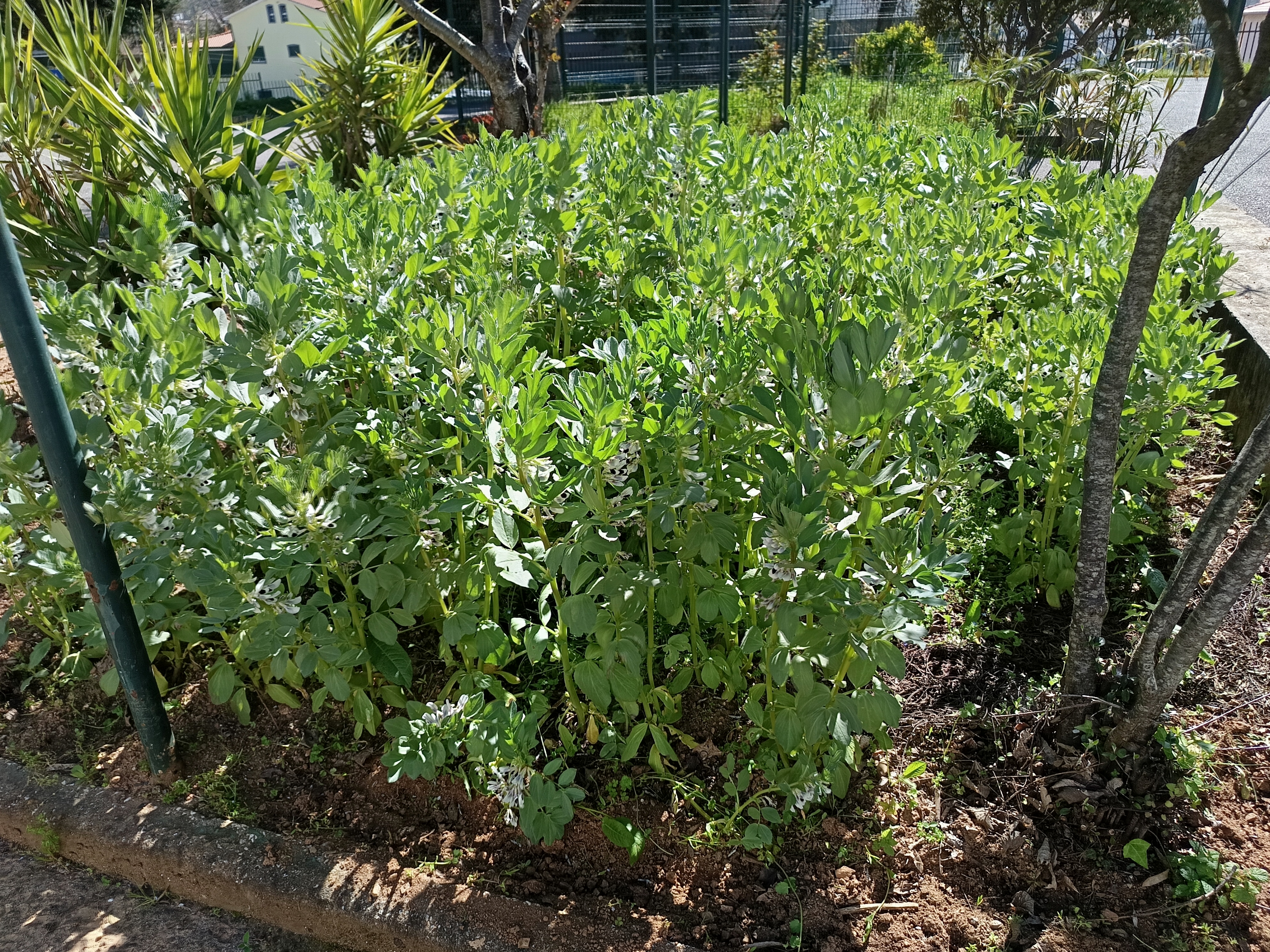 Favas em forte crescimento.
