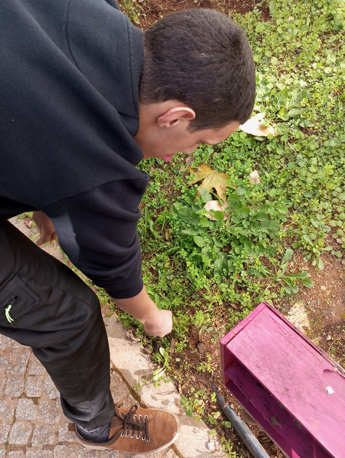 Manutenção da horta, remoção de ervas.
