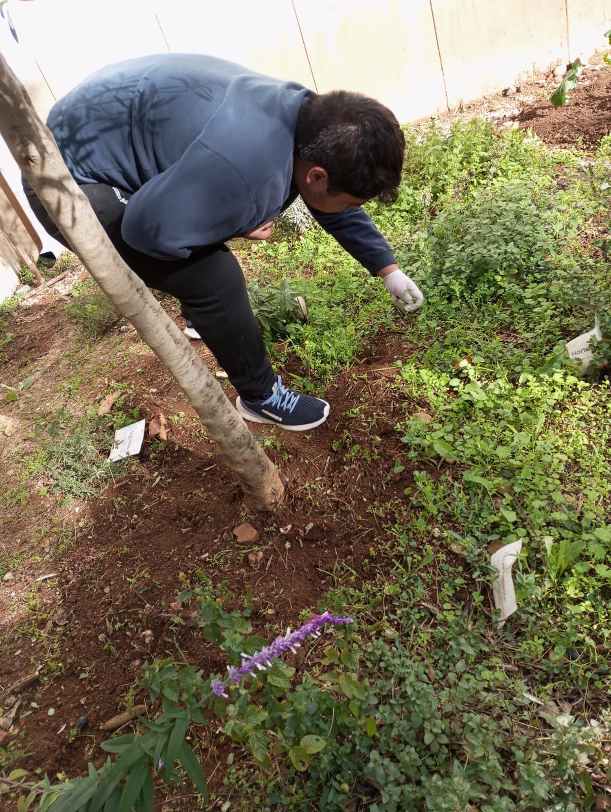Semeando plantas hortícolas.