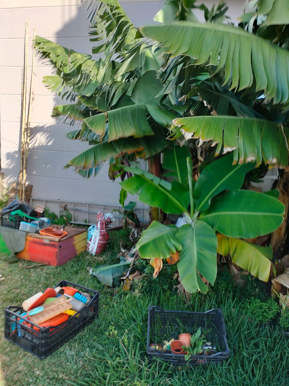 Manutenção das bananeiras