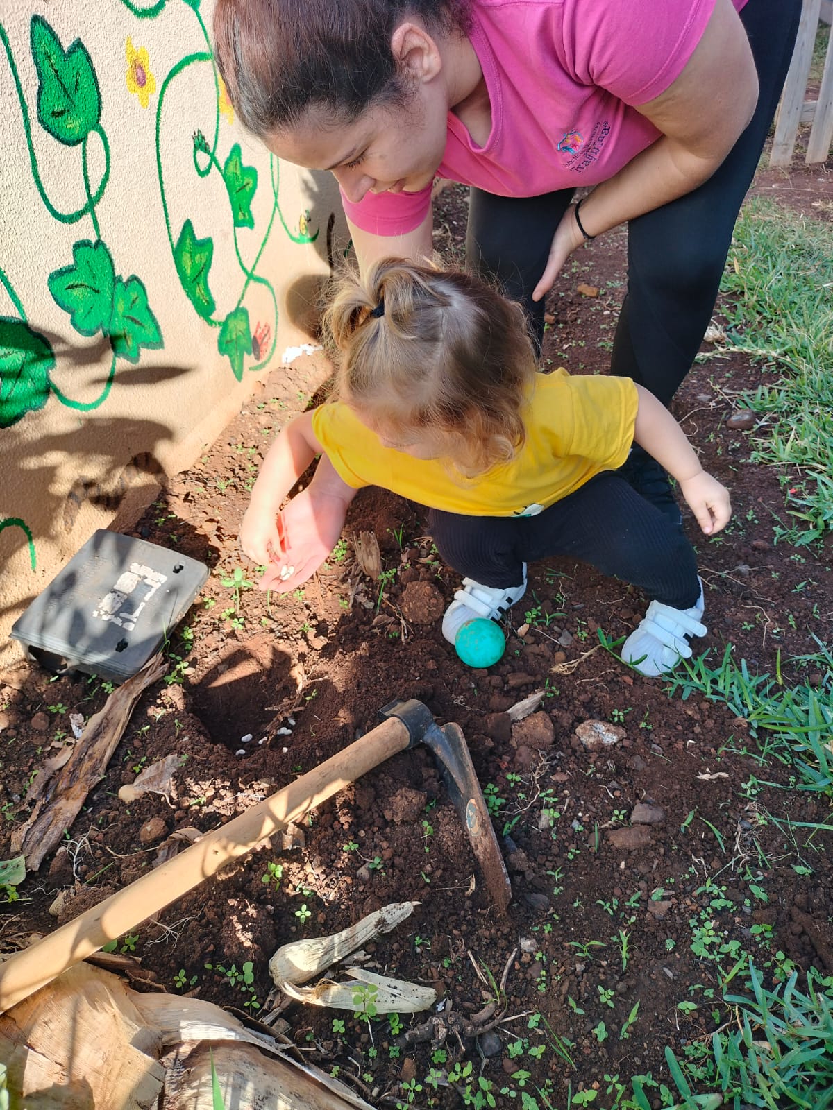 Plantação de Feijão verde