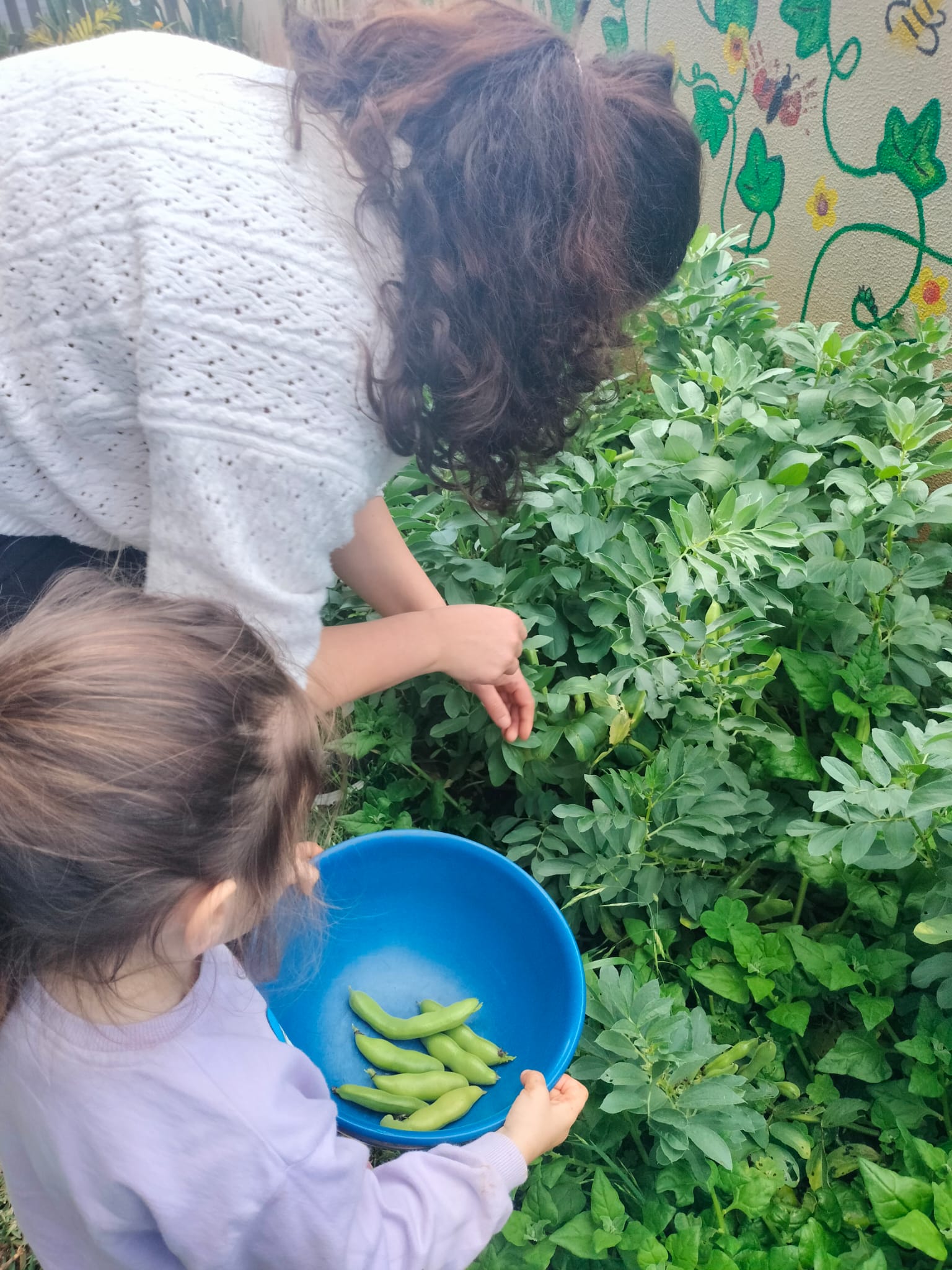 Colheita das favas, realizada pelas crianças