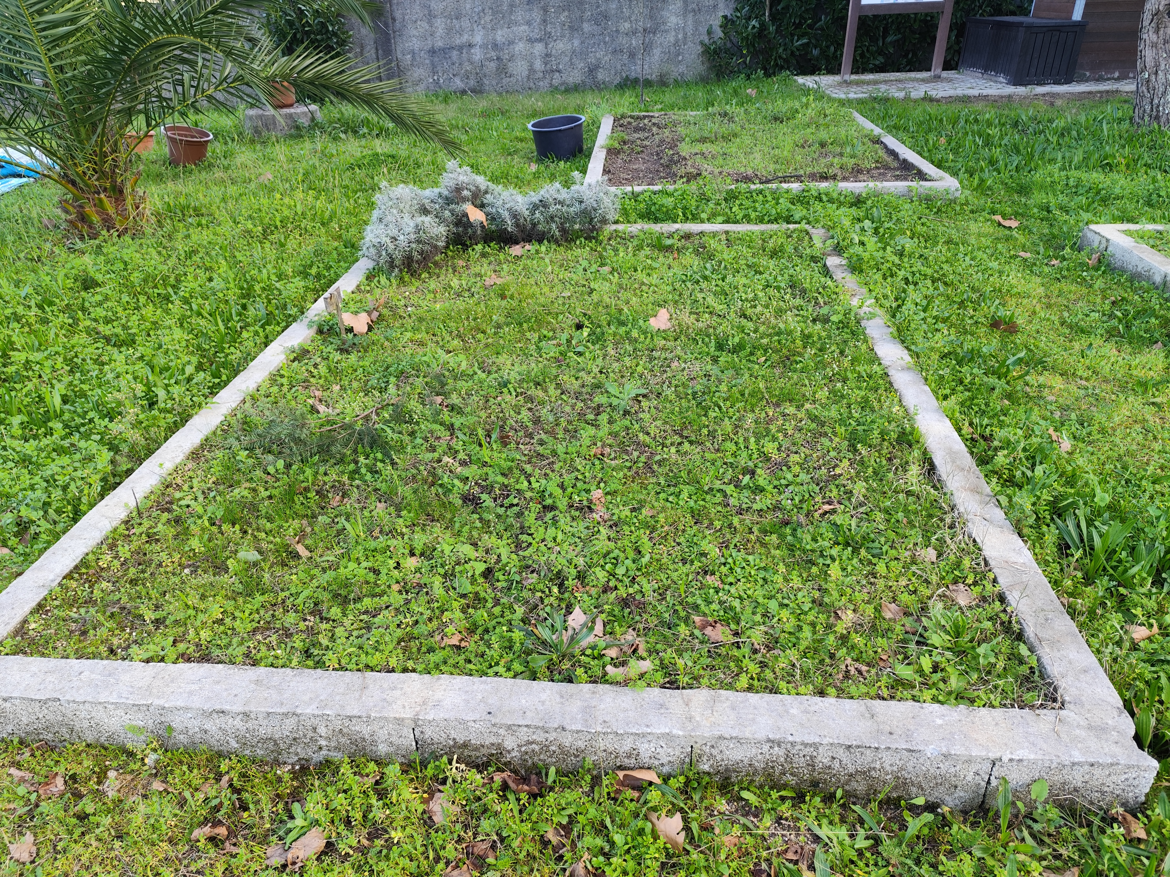 Canteiro 2 - ainda nada plantado apenas permaneceu uma erva aromática do ano letivo anterior.